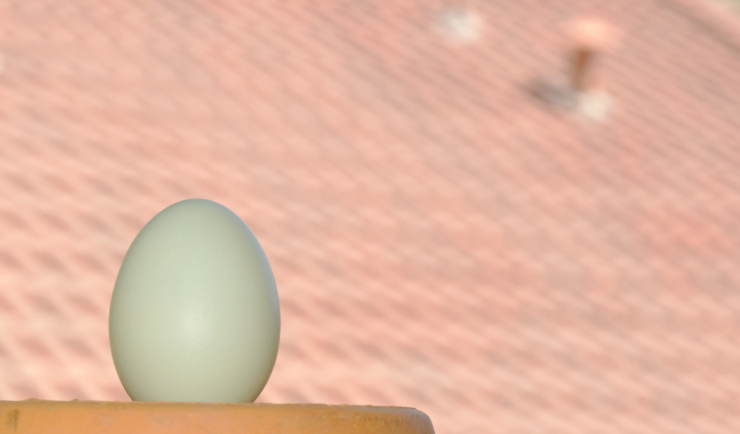 Roof Egg