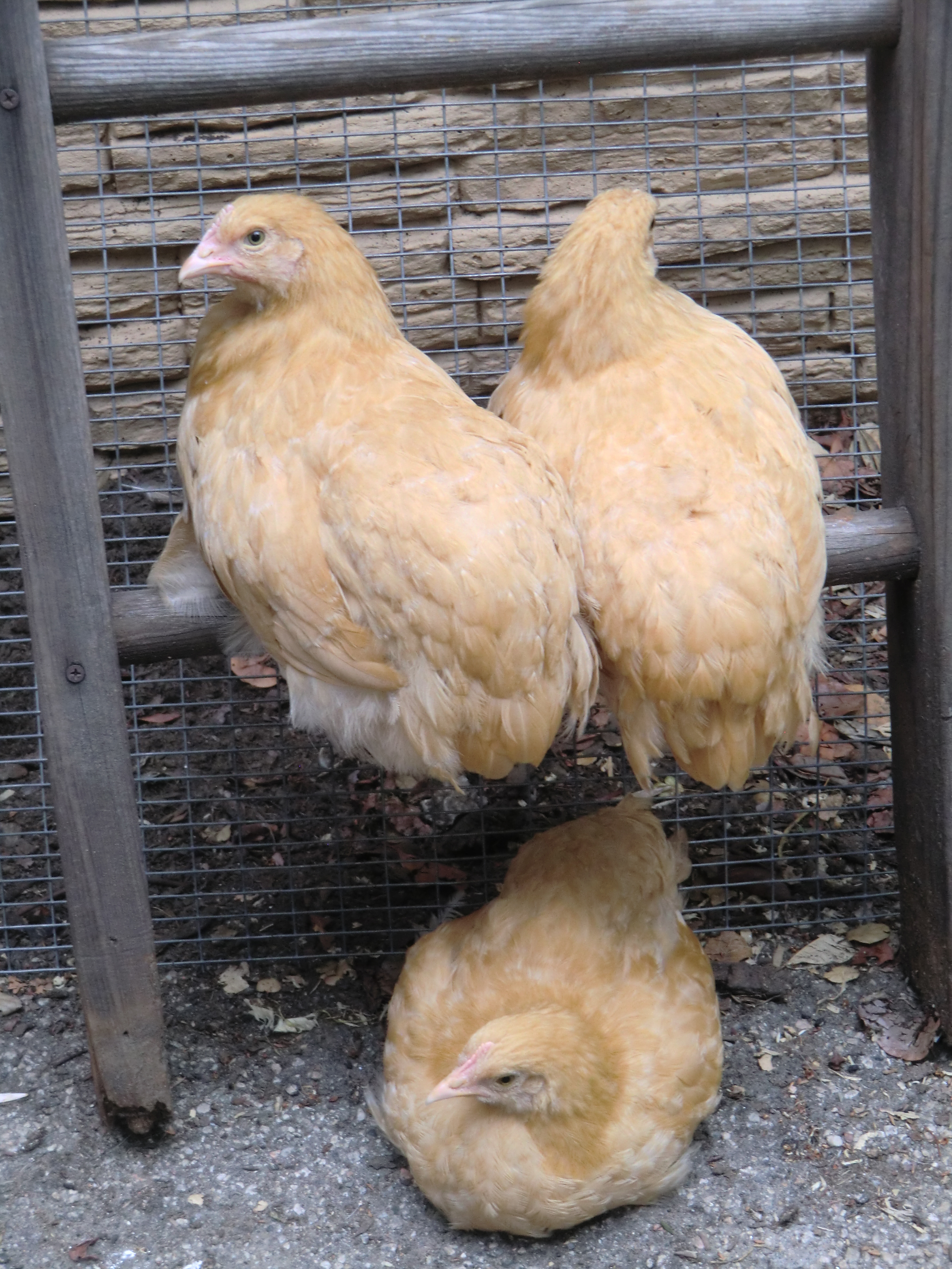 Rooki, Lilly and Omelette