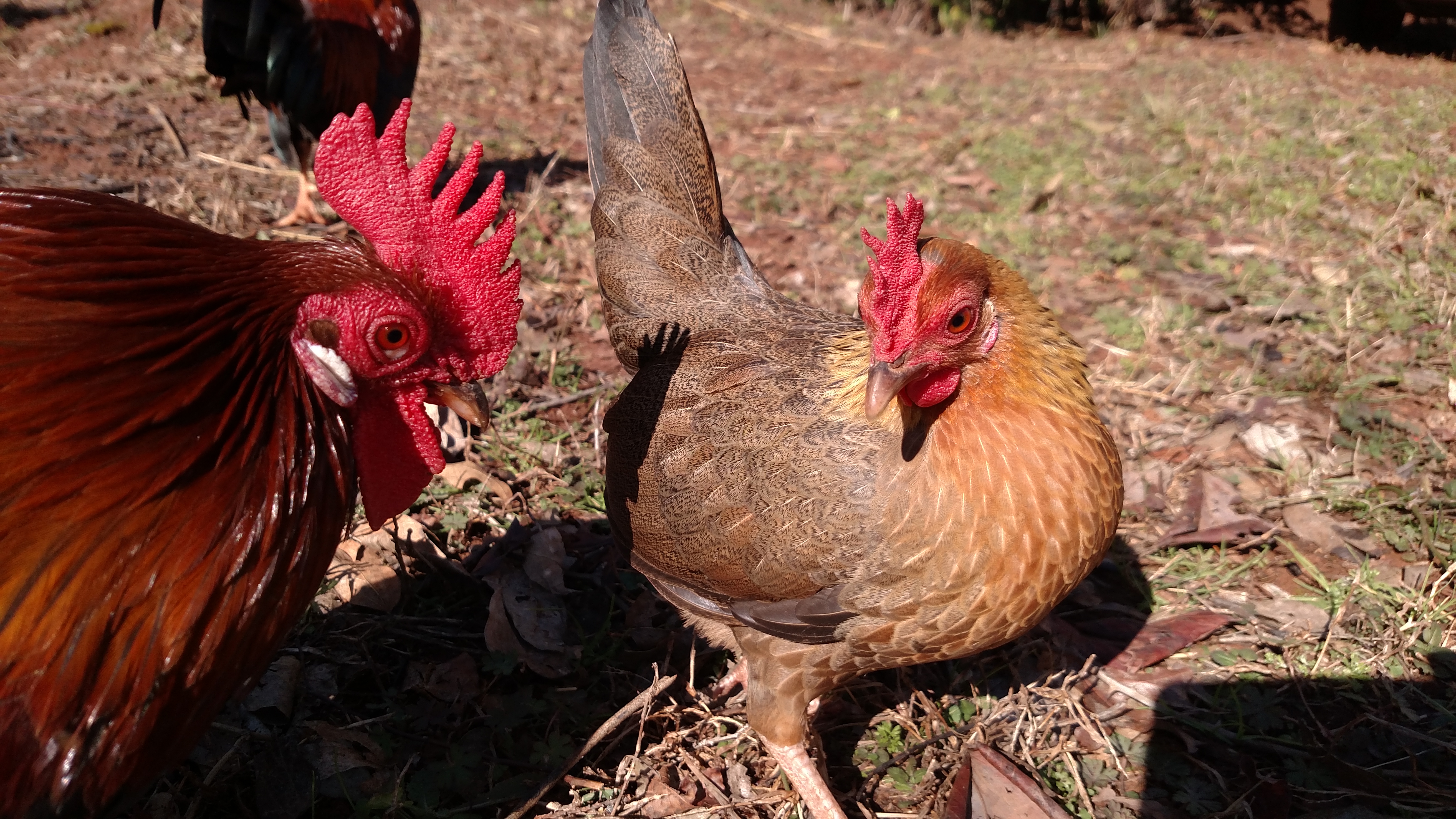 Roos are courting their ladies.  My roos have a very high fertility rate.  Much better than my incubating and hatching ratios.  But I am going to change that!!