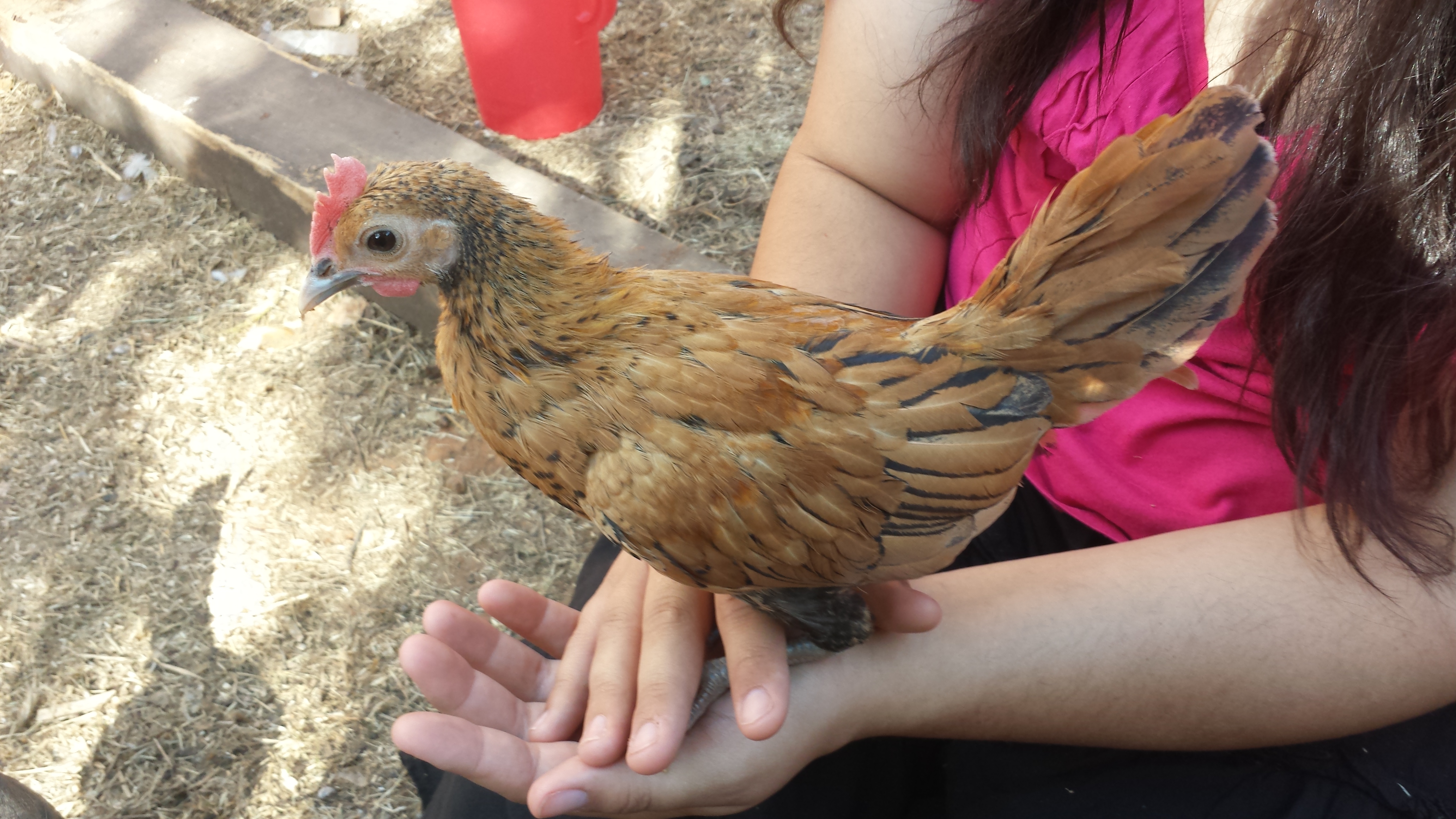 Roosevelt,  the unknown rooster.