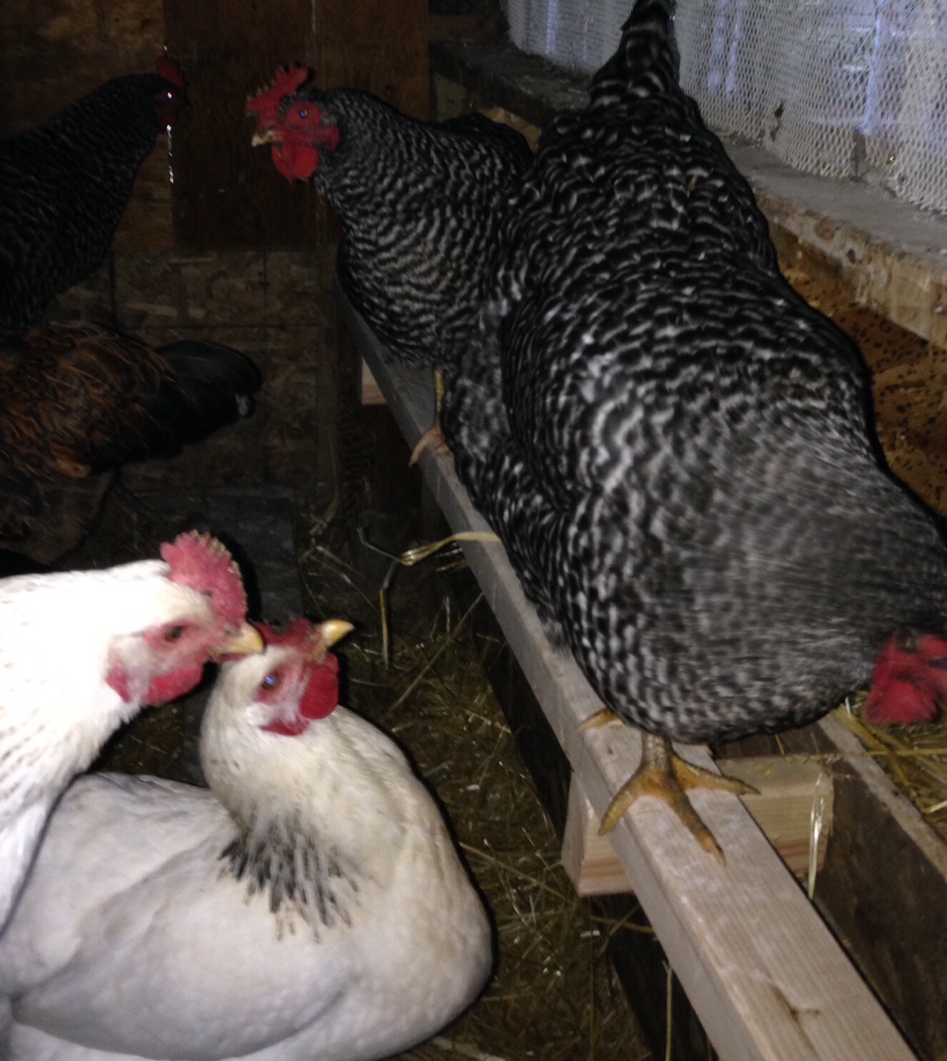 Roost bar and perch for nest boxes, this increase our square footage a lot. Allows more girls to roost up.