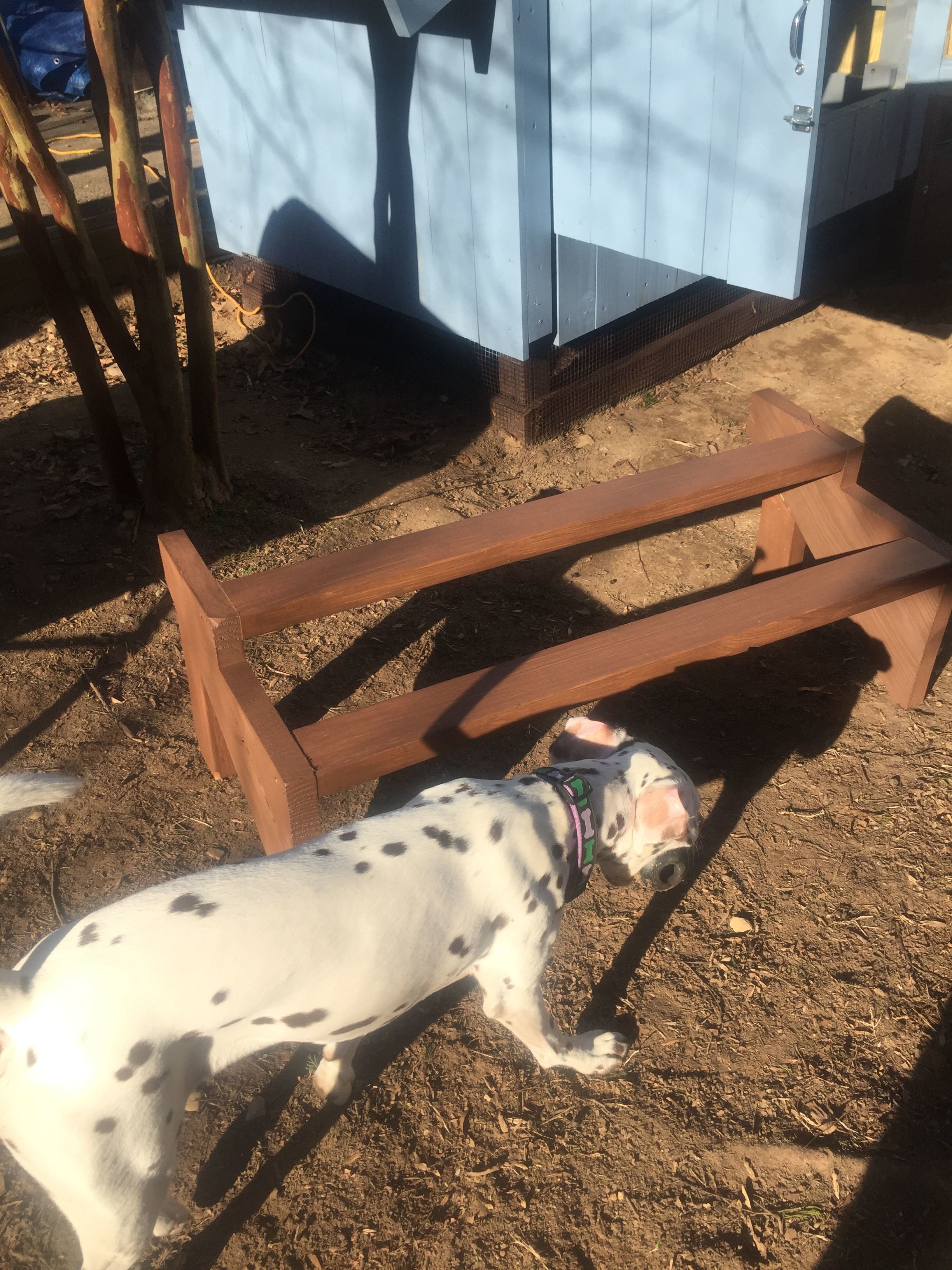 Roost bars for coop with my helper