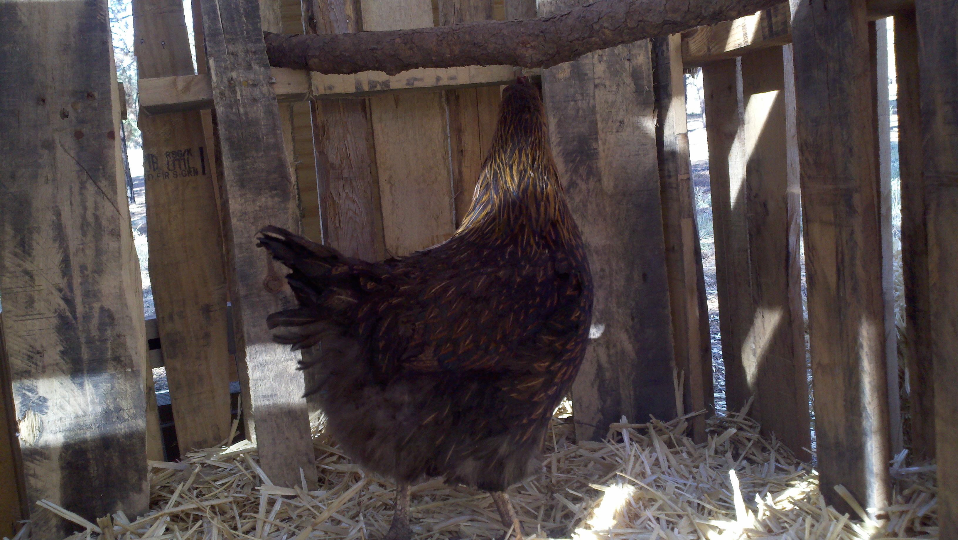 Roost made from tree branch in th eyard