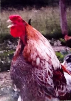 Roosta Me Gusta (Blue Laced Red Wyandotte Rooster)