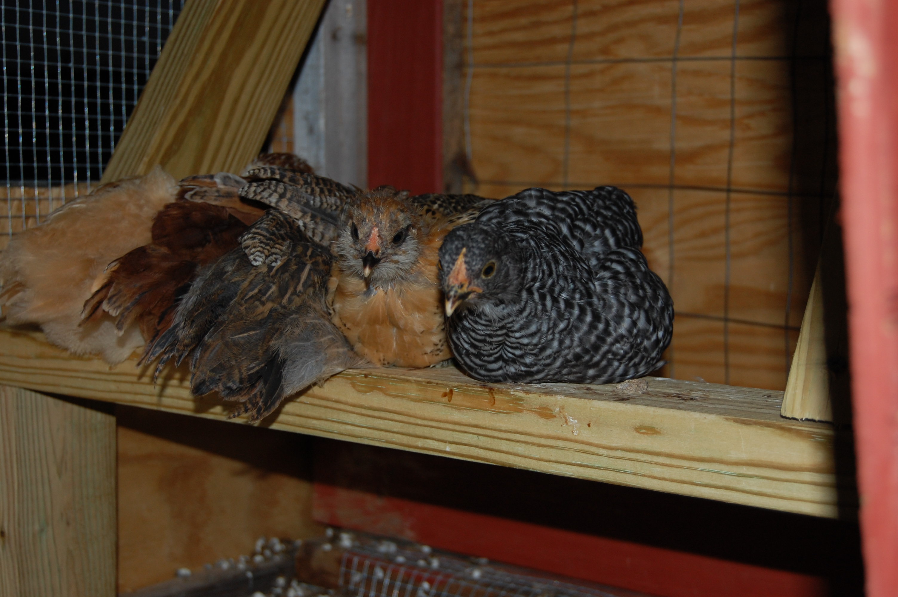 Roosted babies