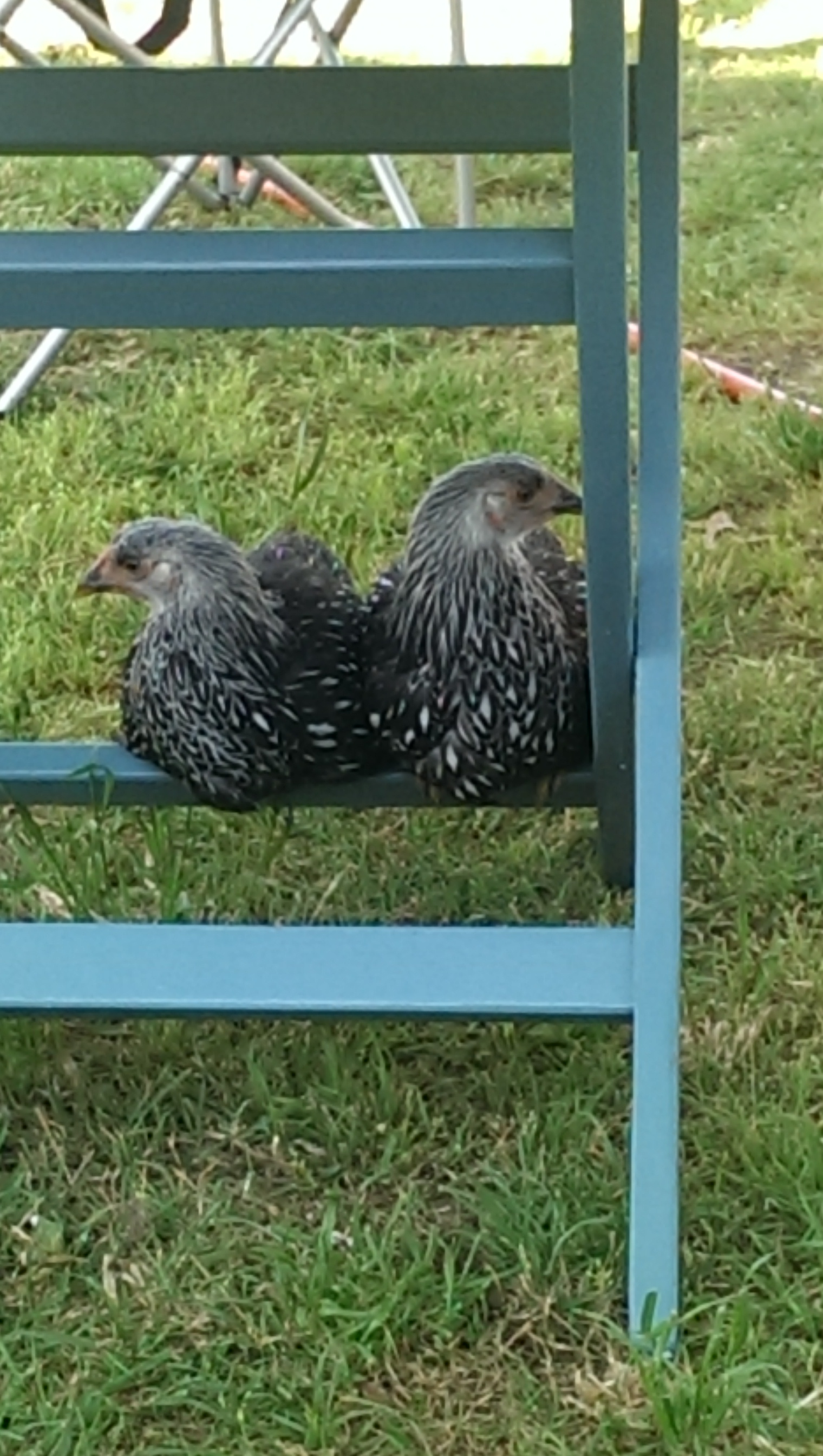 roosted up on the picnic table