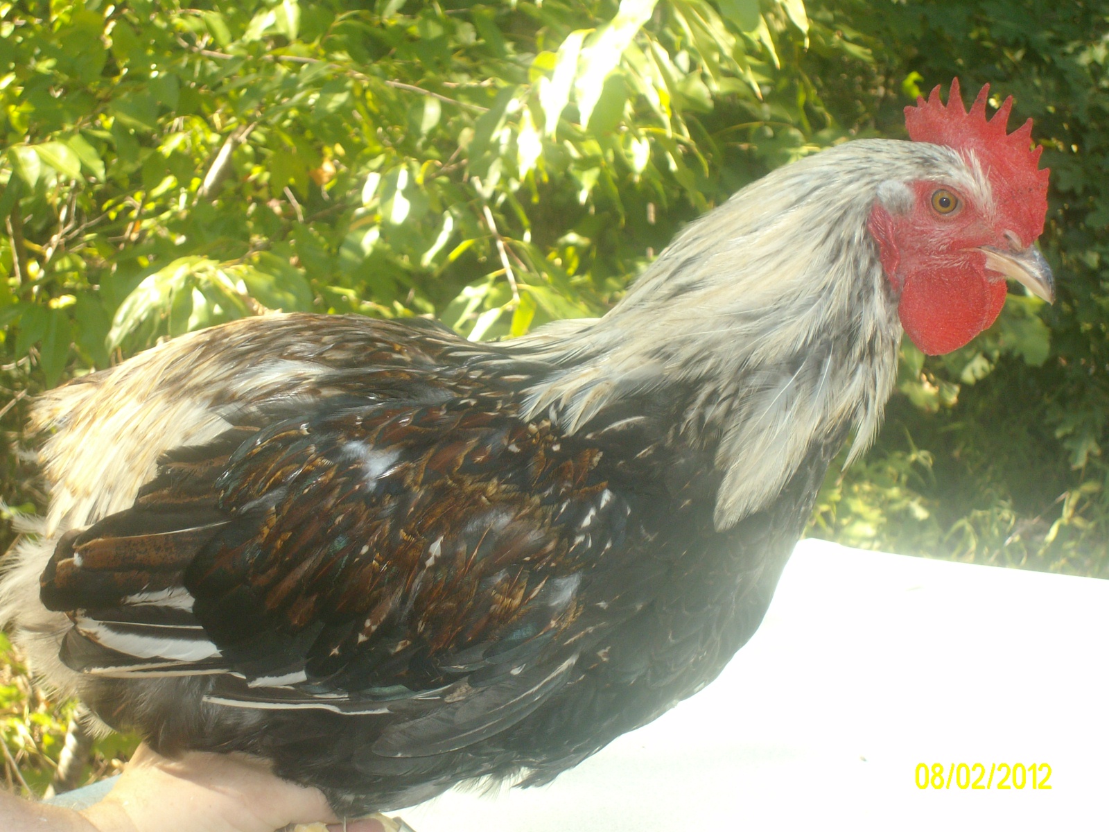 Rooster 1  Easter Egger