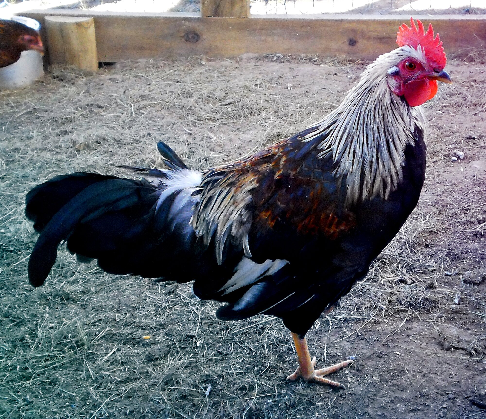 ROOSTER # 1 GAME BANTAM X