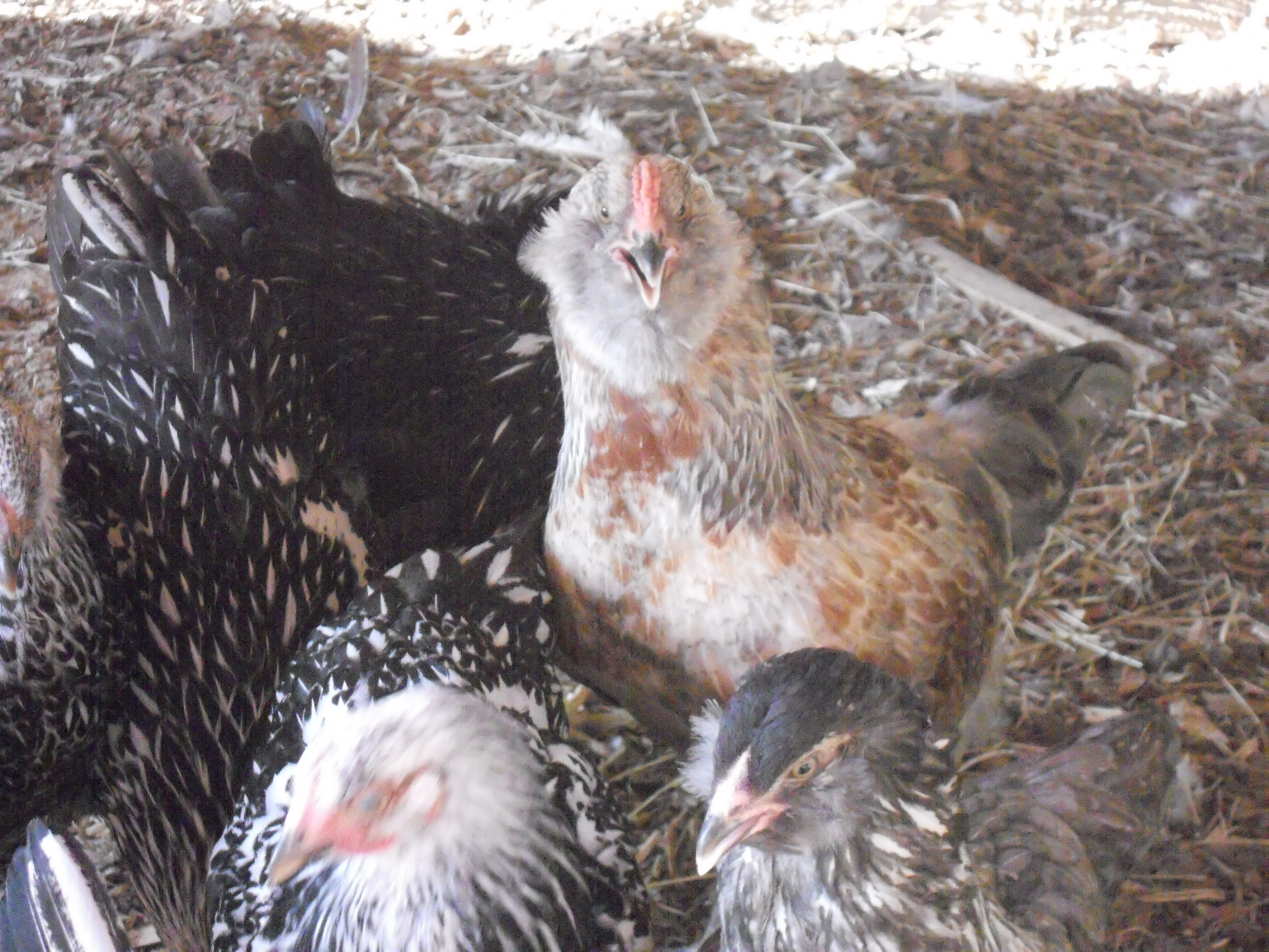 Rooster 2