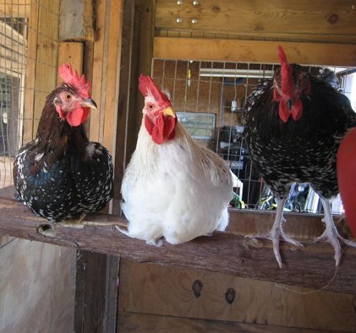 Rooster 2011, SS and Dels