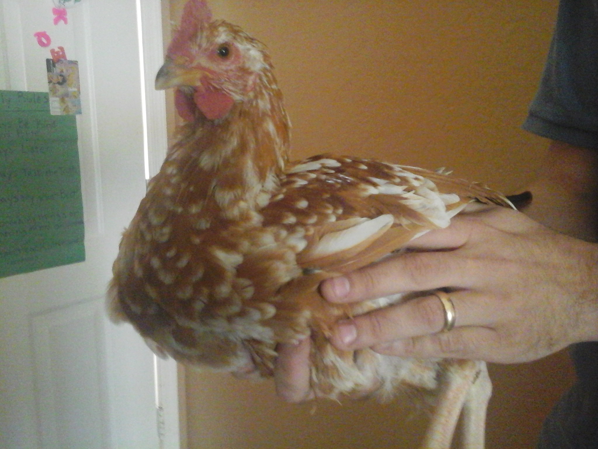 Rooster 4 - Huge! white legs