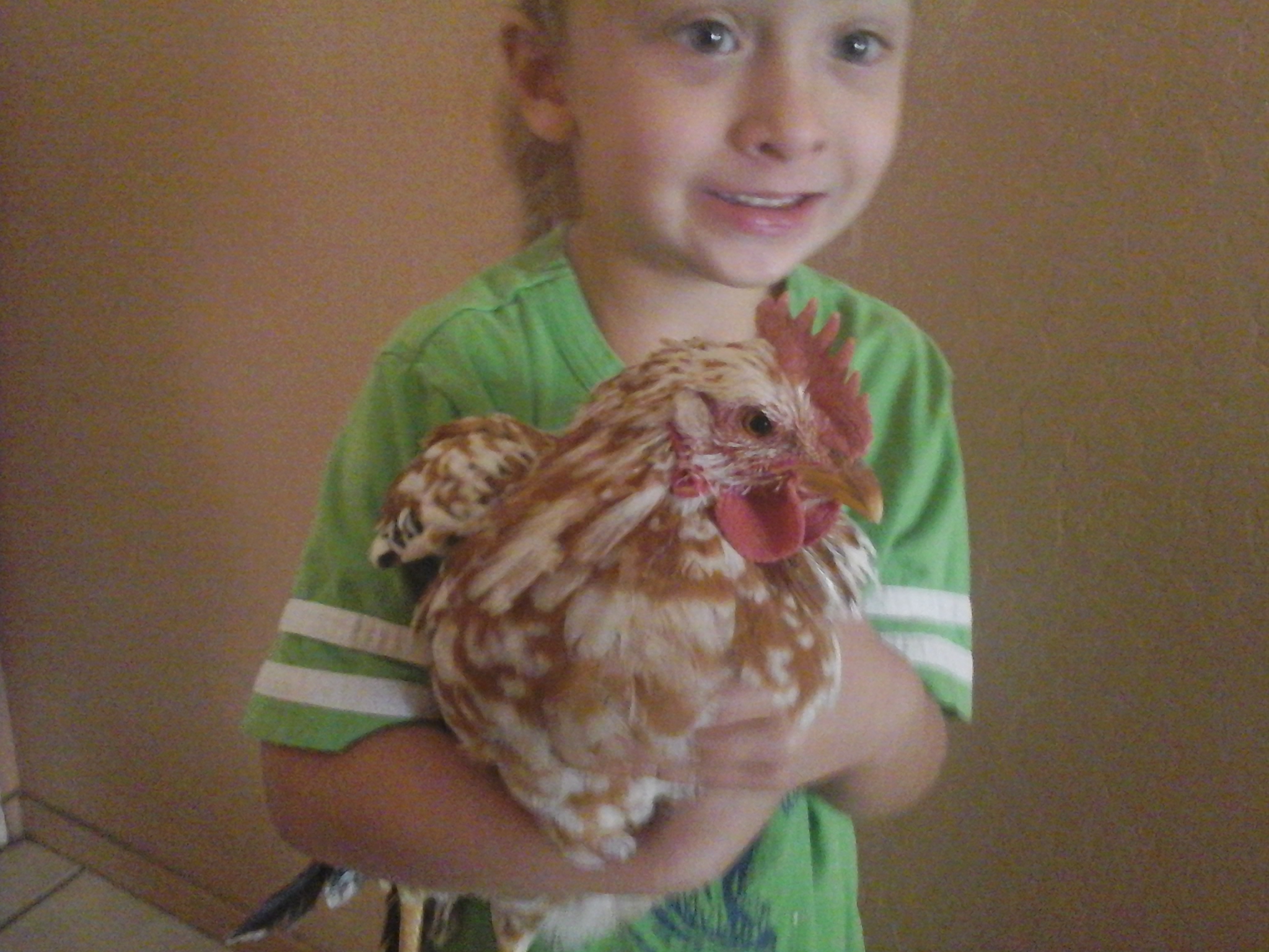 Rooster 6- big and friendly