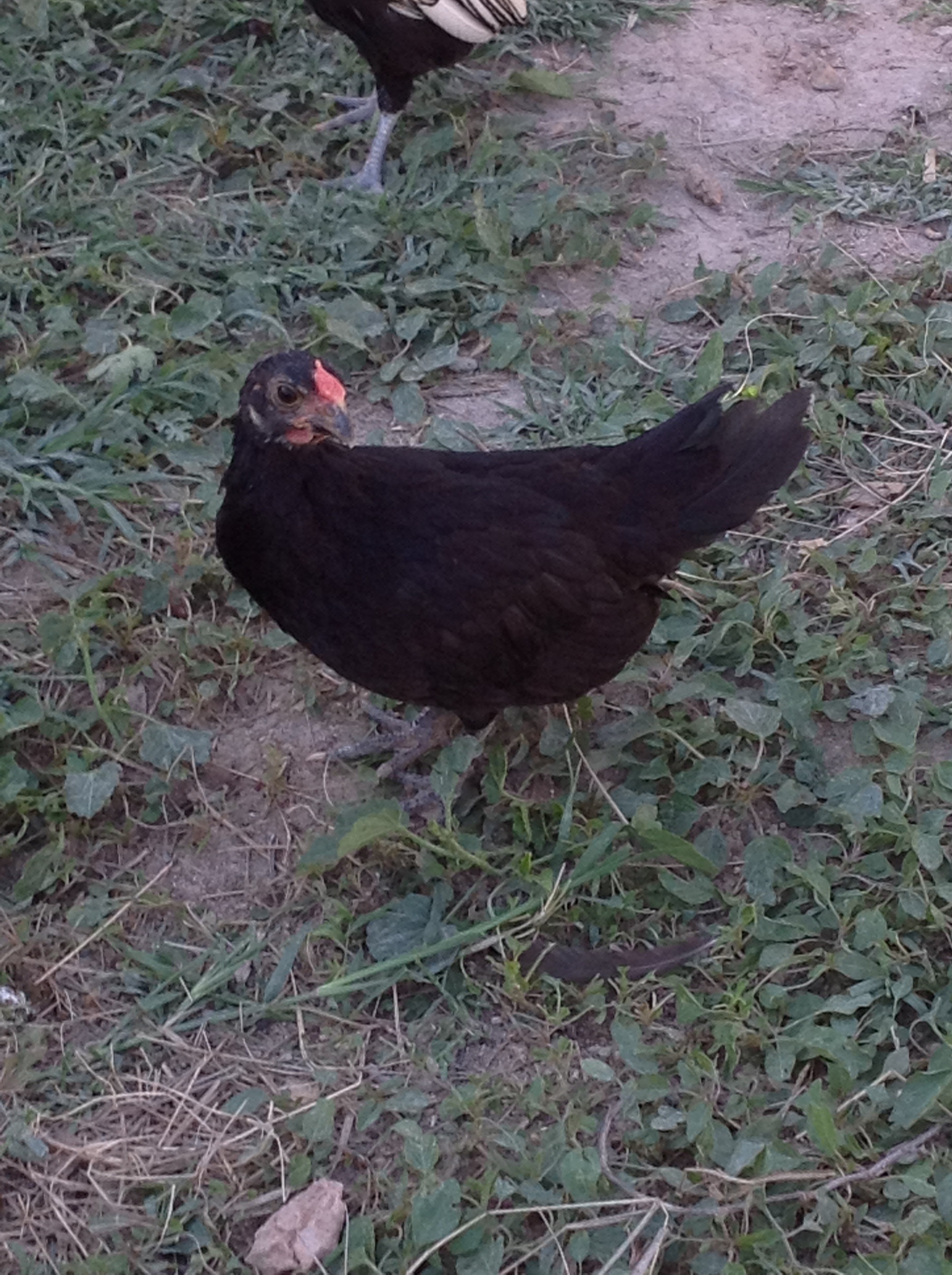 Rooster? 6 weeks. breed?