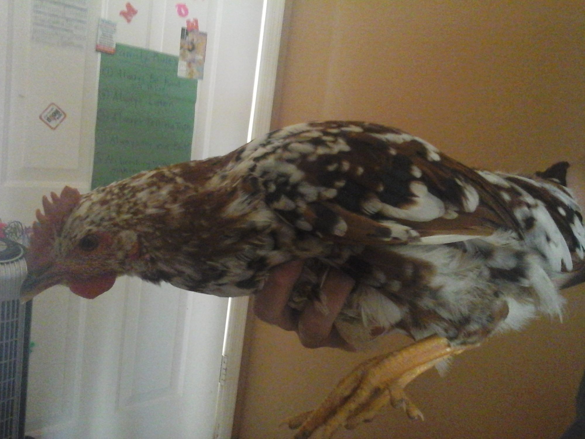 Rooster 7- by far the prettiest