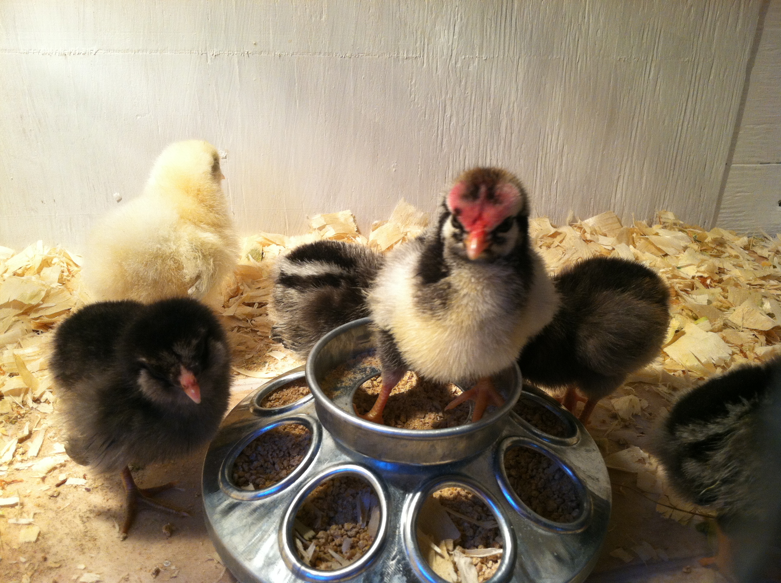 Rooster already taking charge at 3 days old.