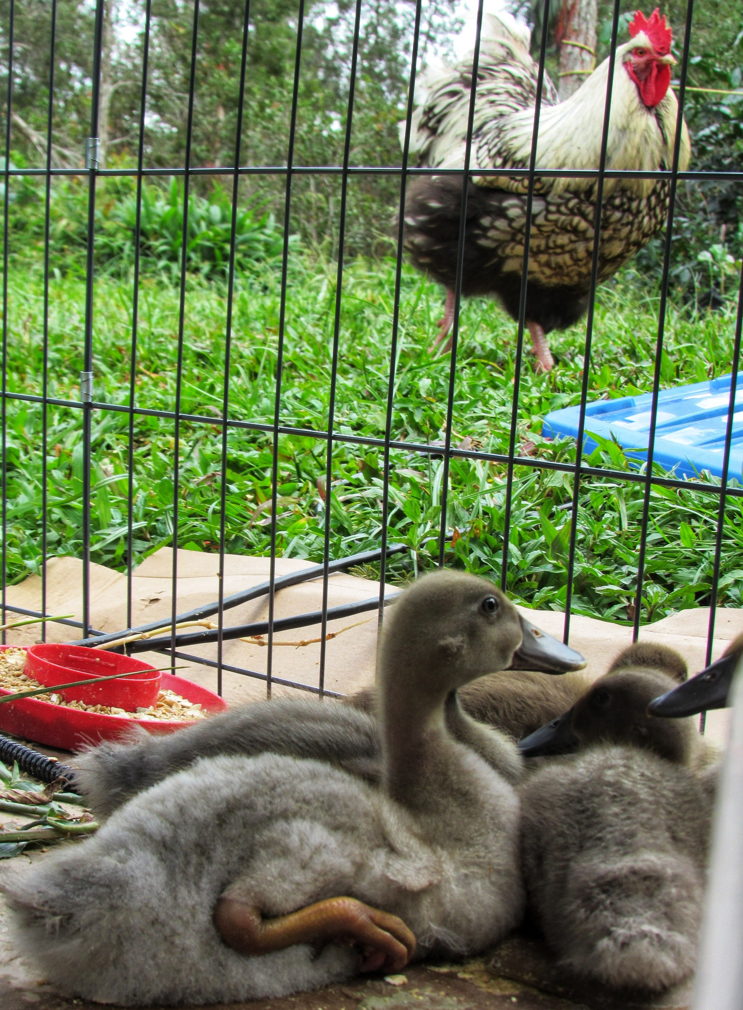 Rooster and Ducklings