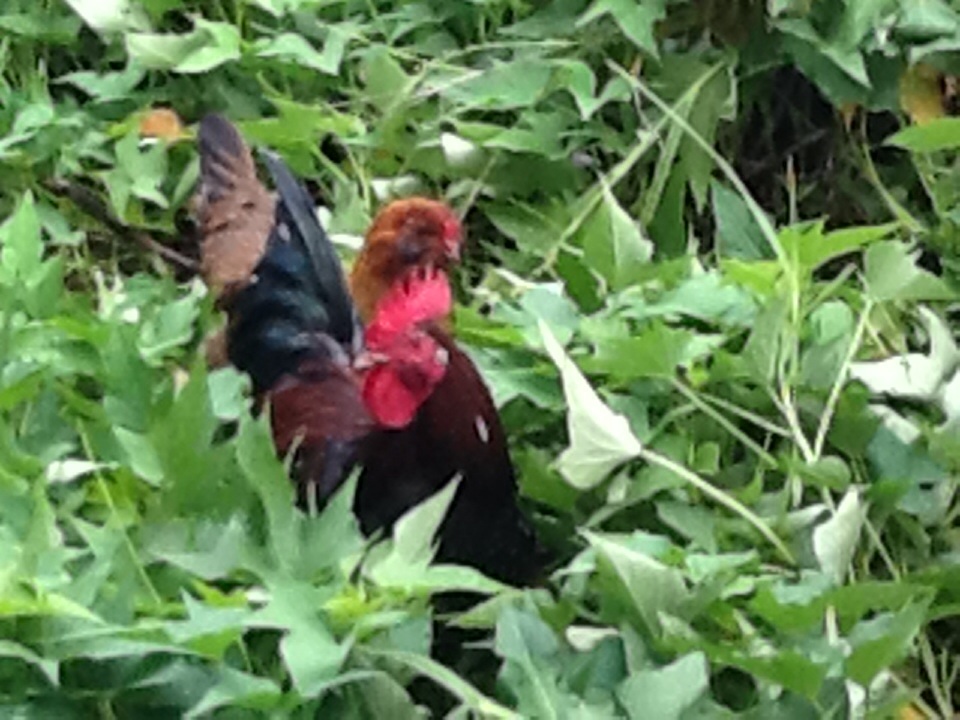 Rooster and hen in the sweet potato patch.