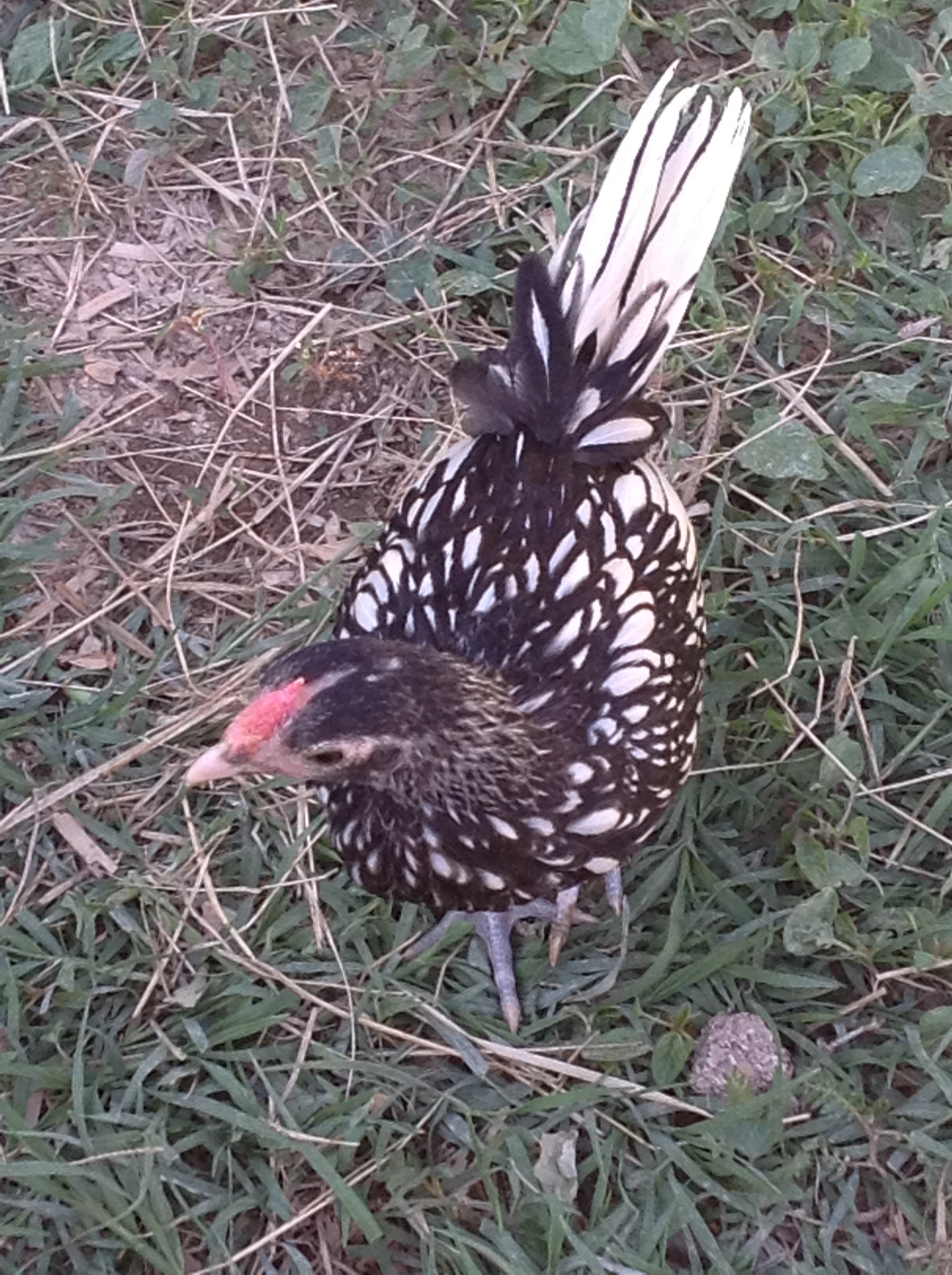 rooster at 6 weeks? breed?