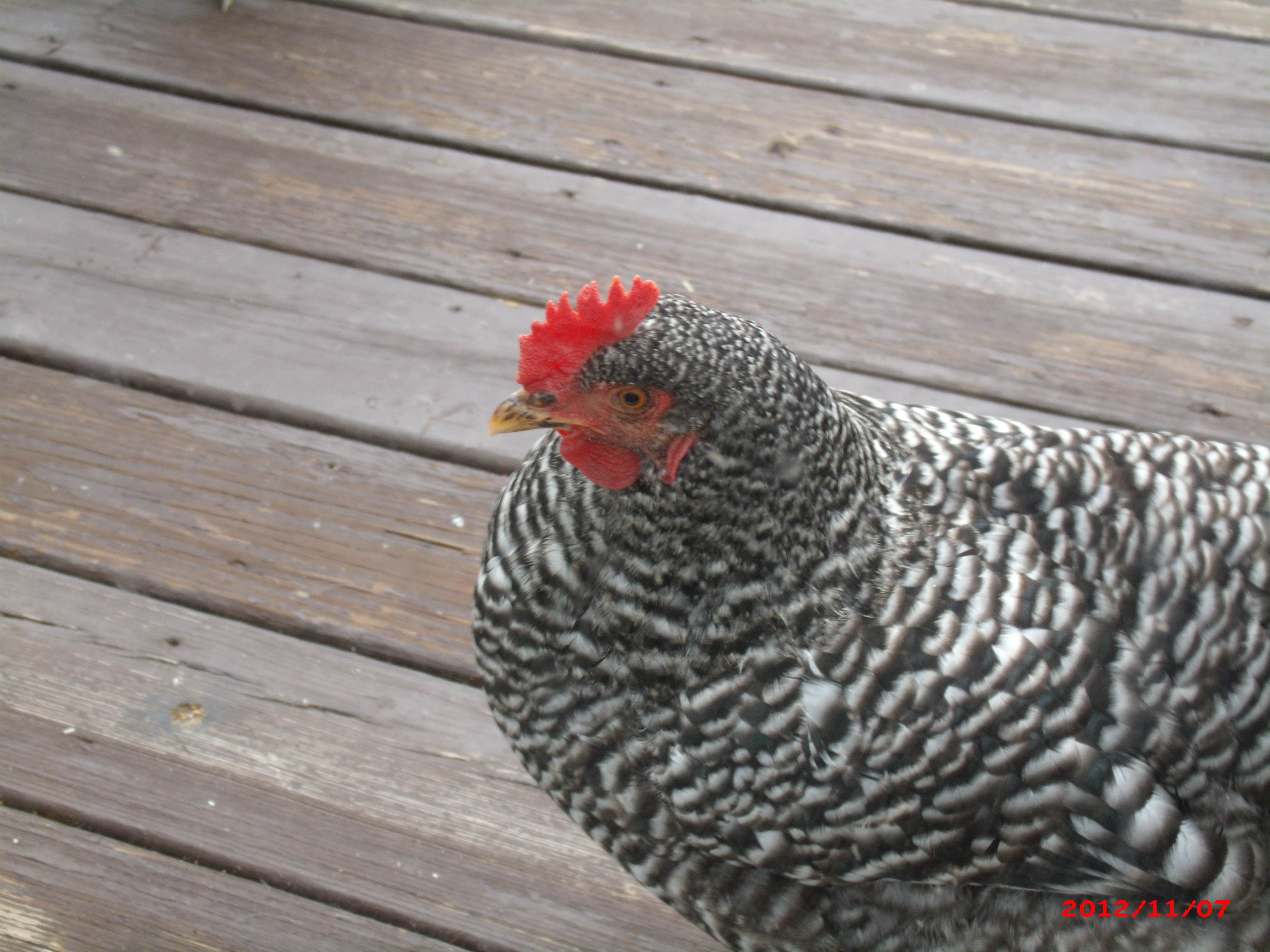 Rooster barred rock?