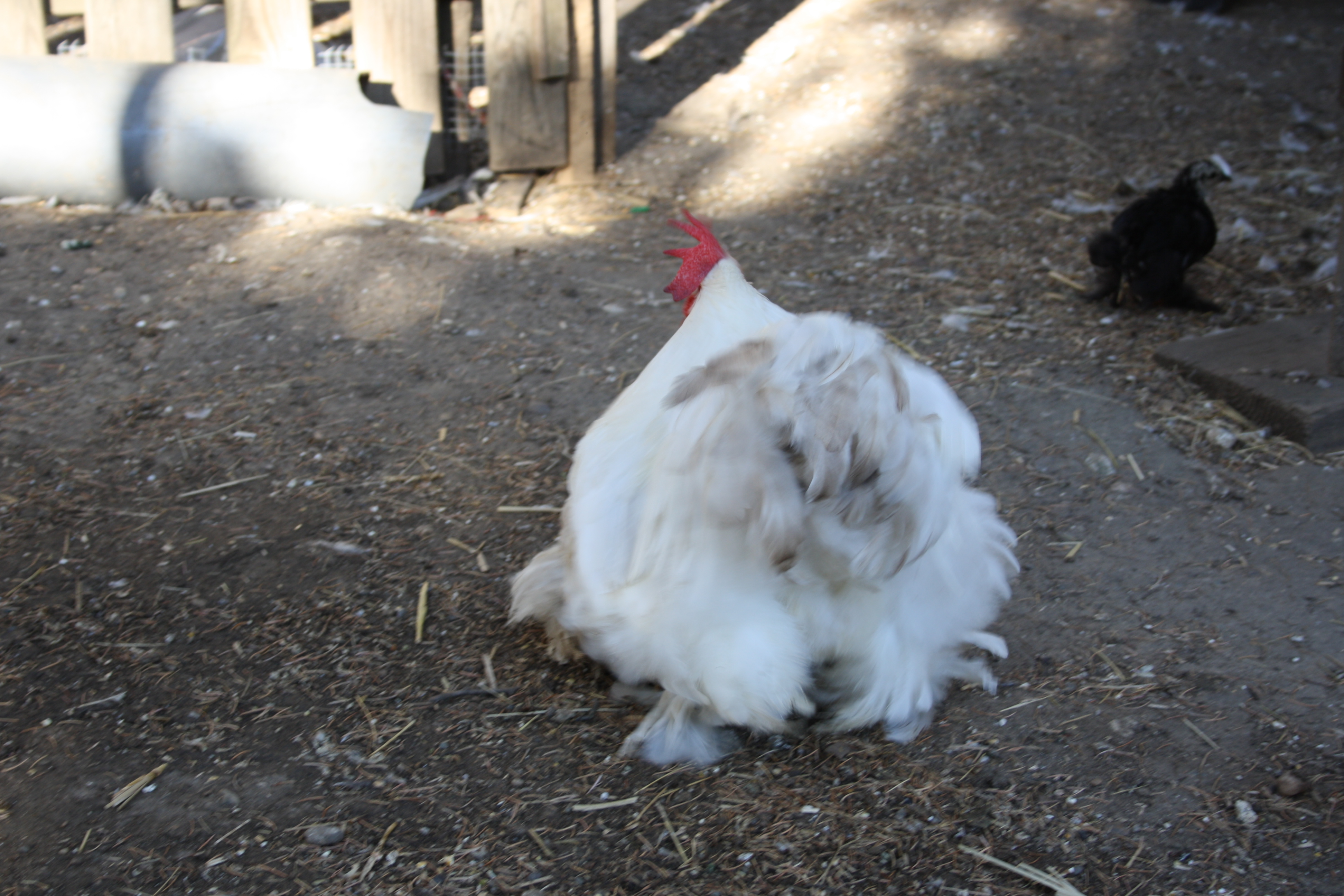 ROOSTER BOBTAIL