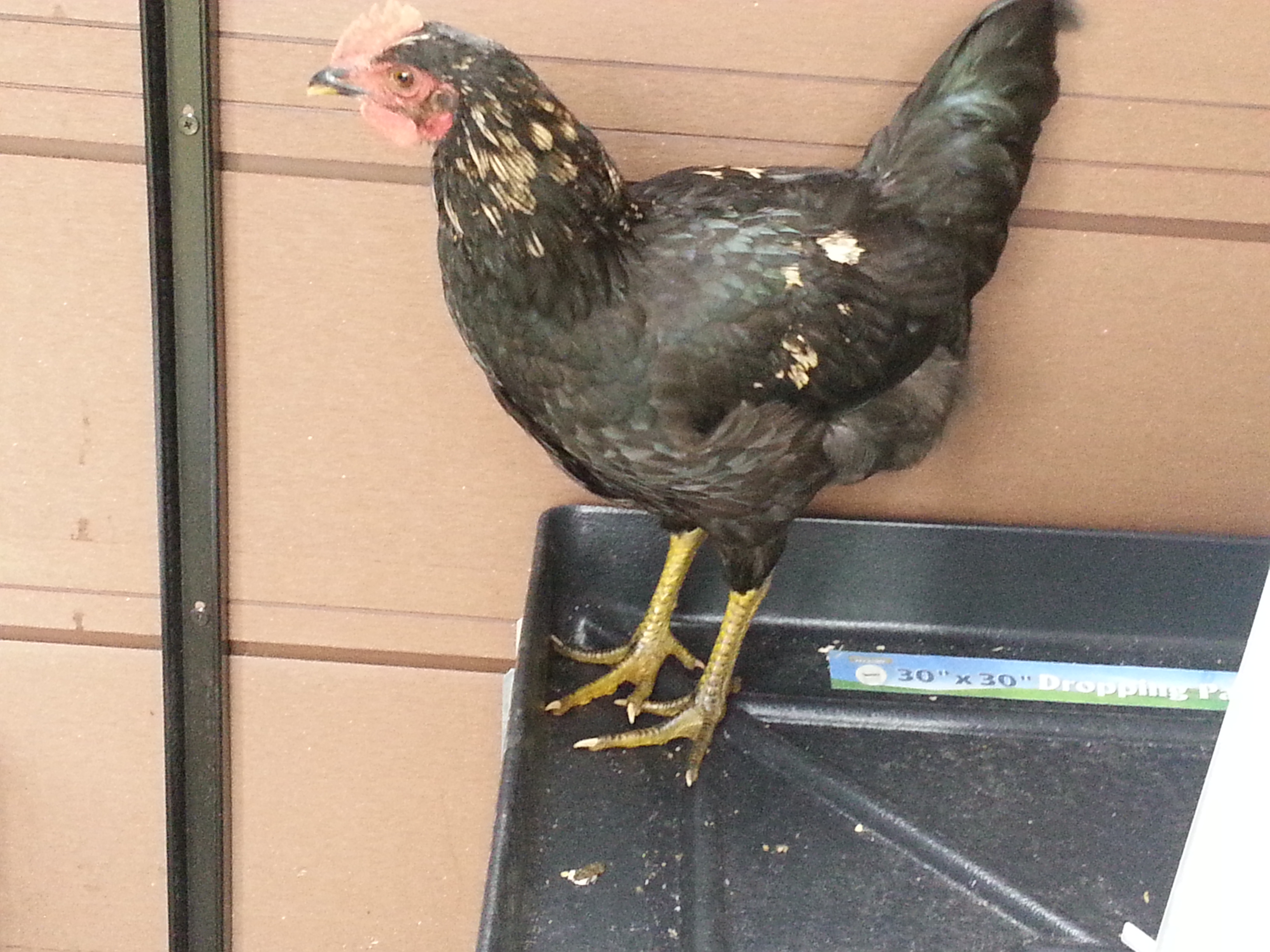 rooster changing colors