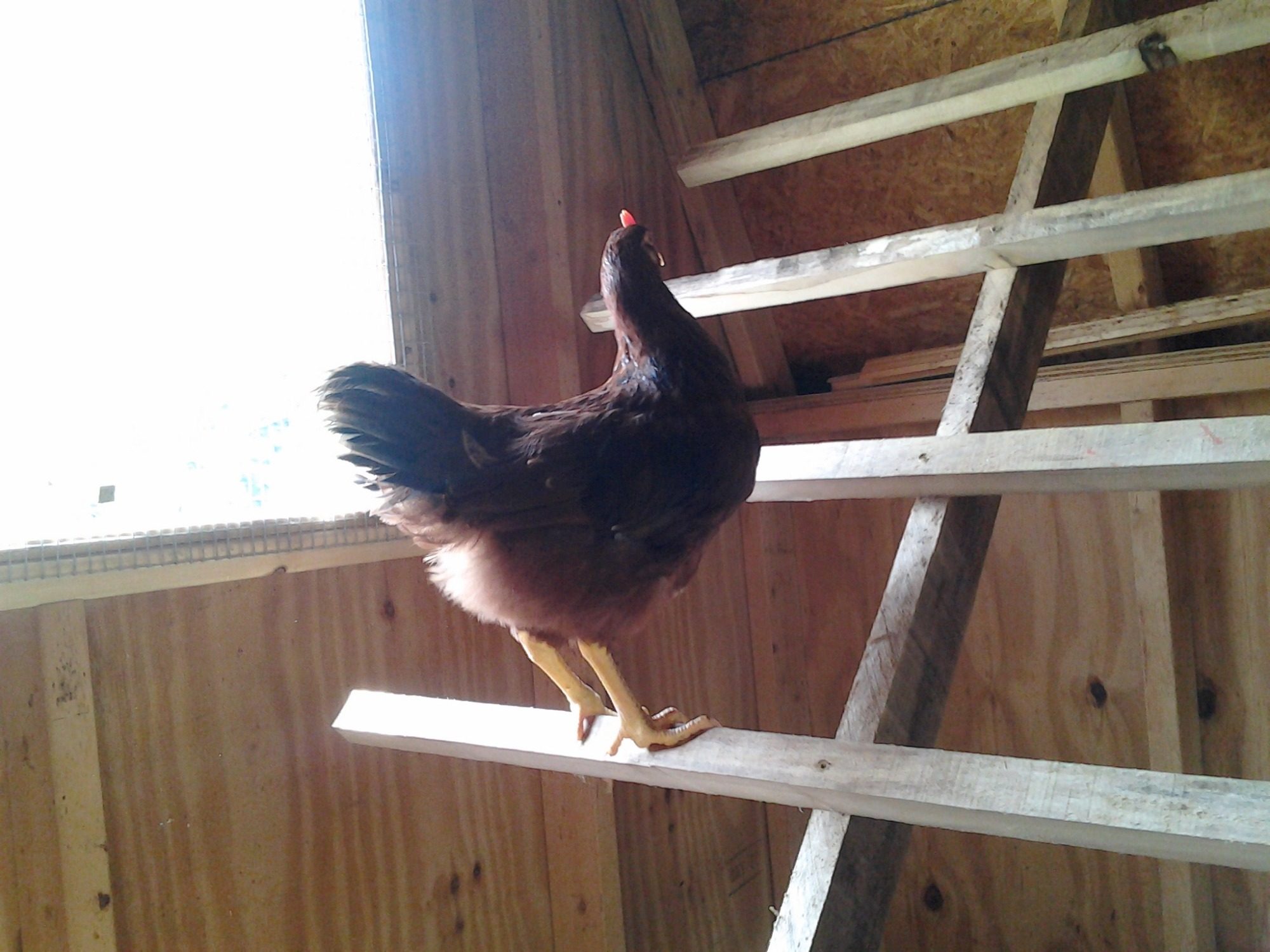 Rooster checking out the new roost