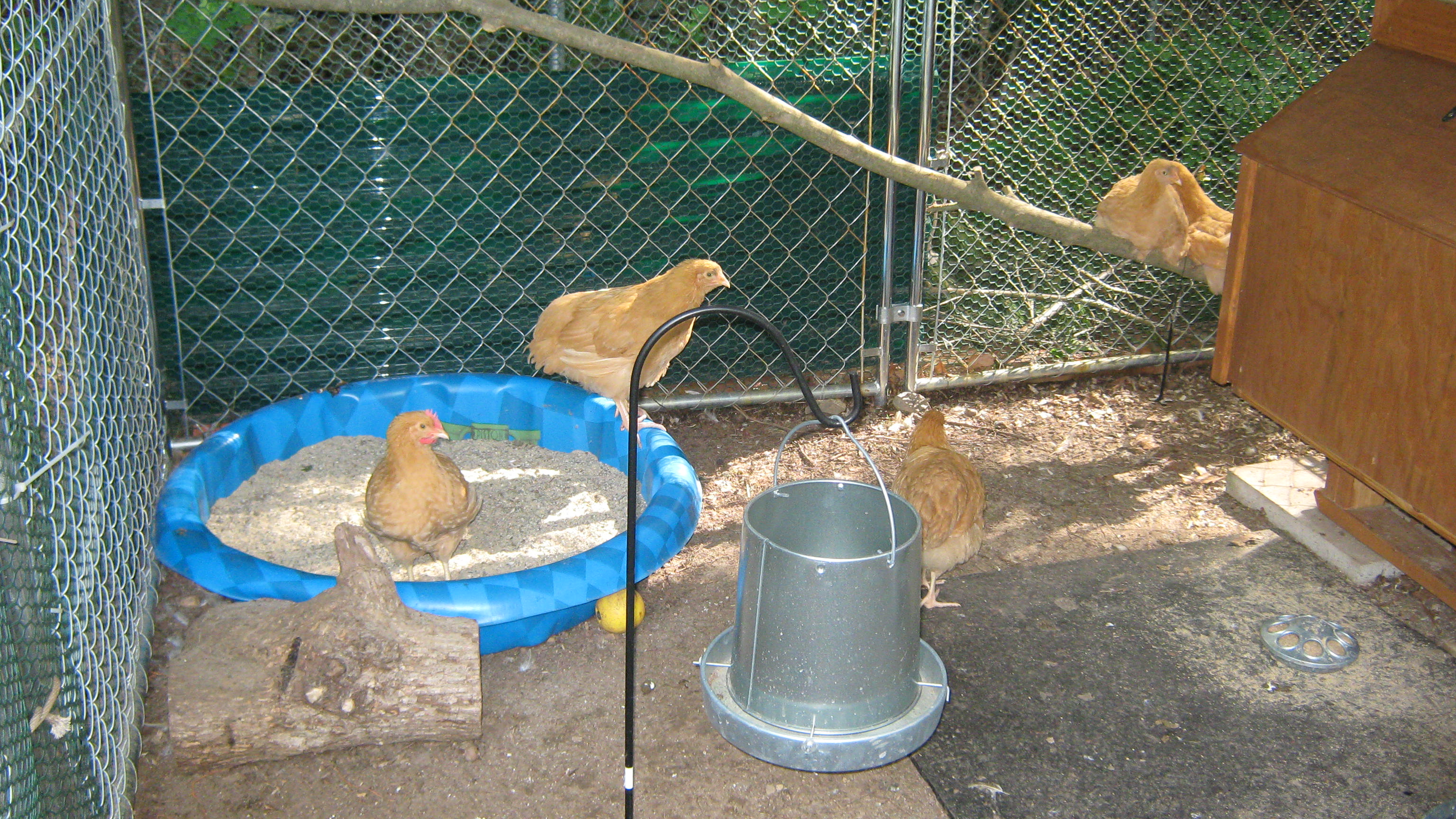 Rooster Cogburn in his sandbox