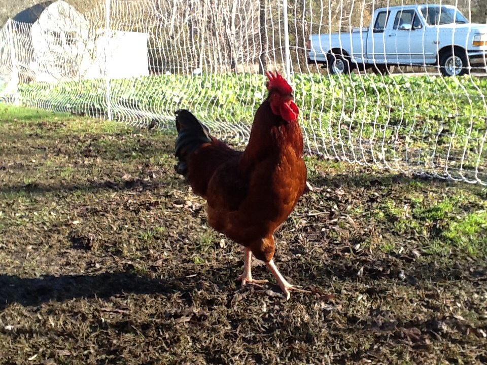 Rooster Cogburn,  Rhode Island Red rooster