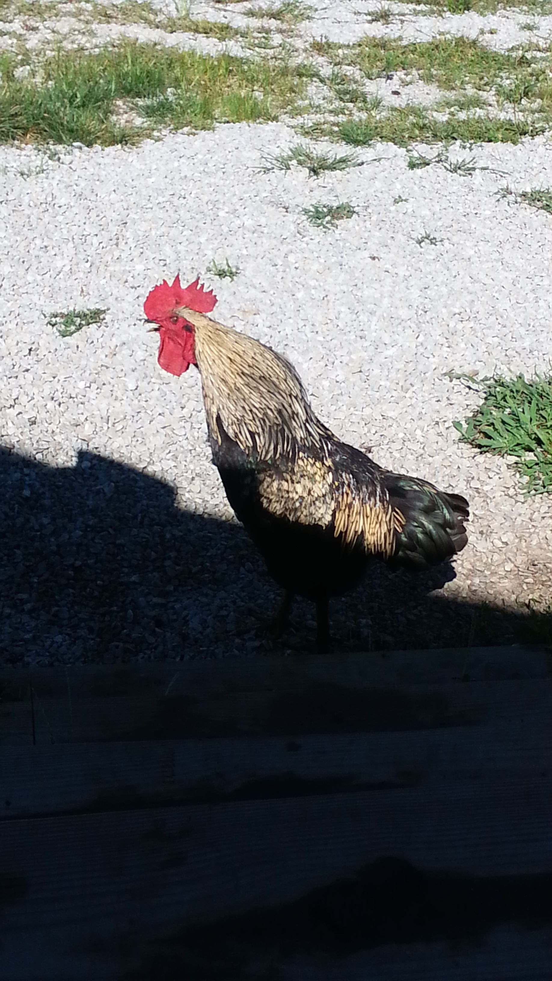 rooster crowing