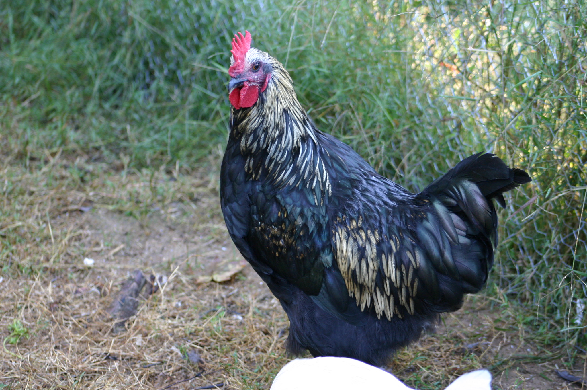 Rooster - don't mess with my ladies!