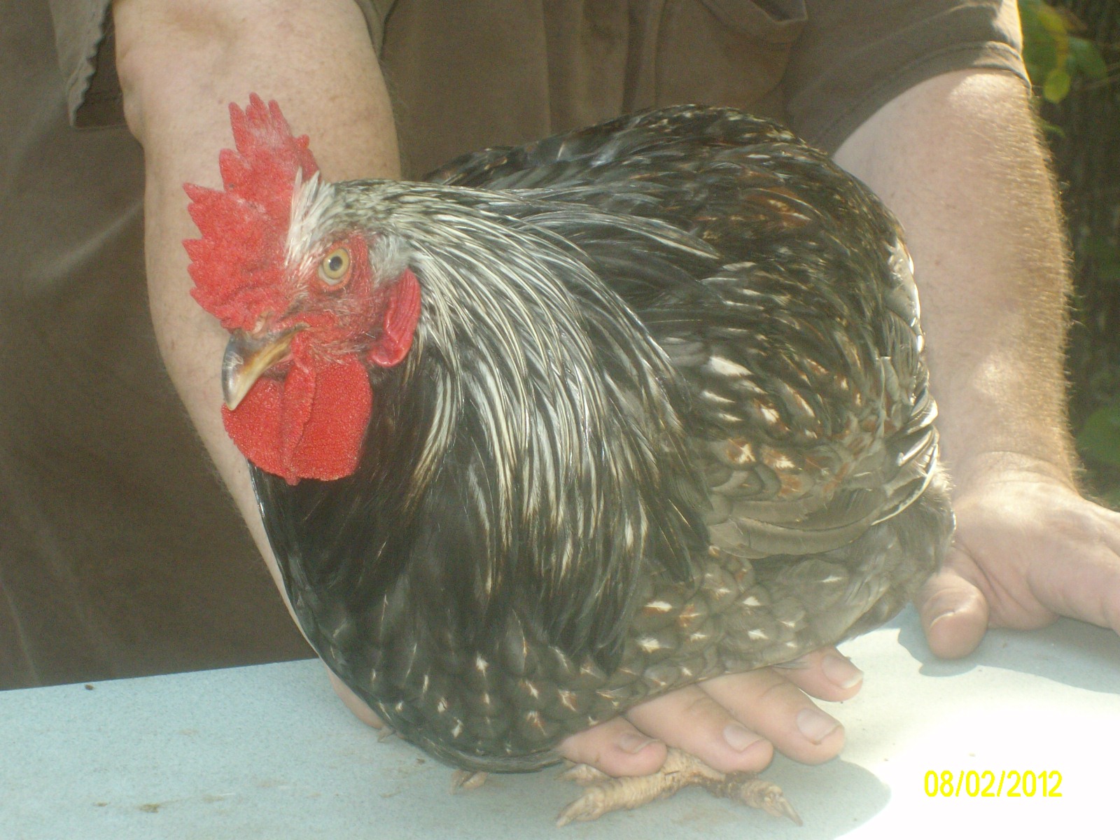 Rooster Easter Egger 2