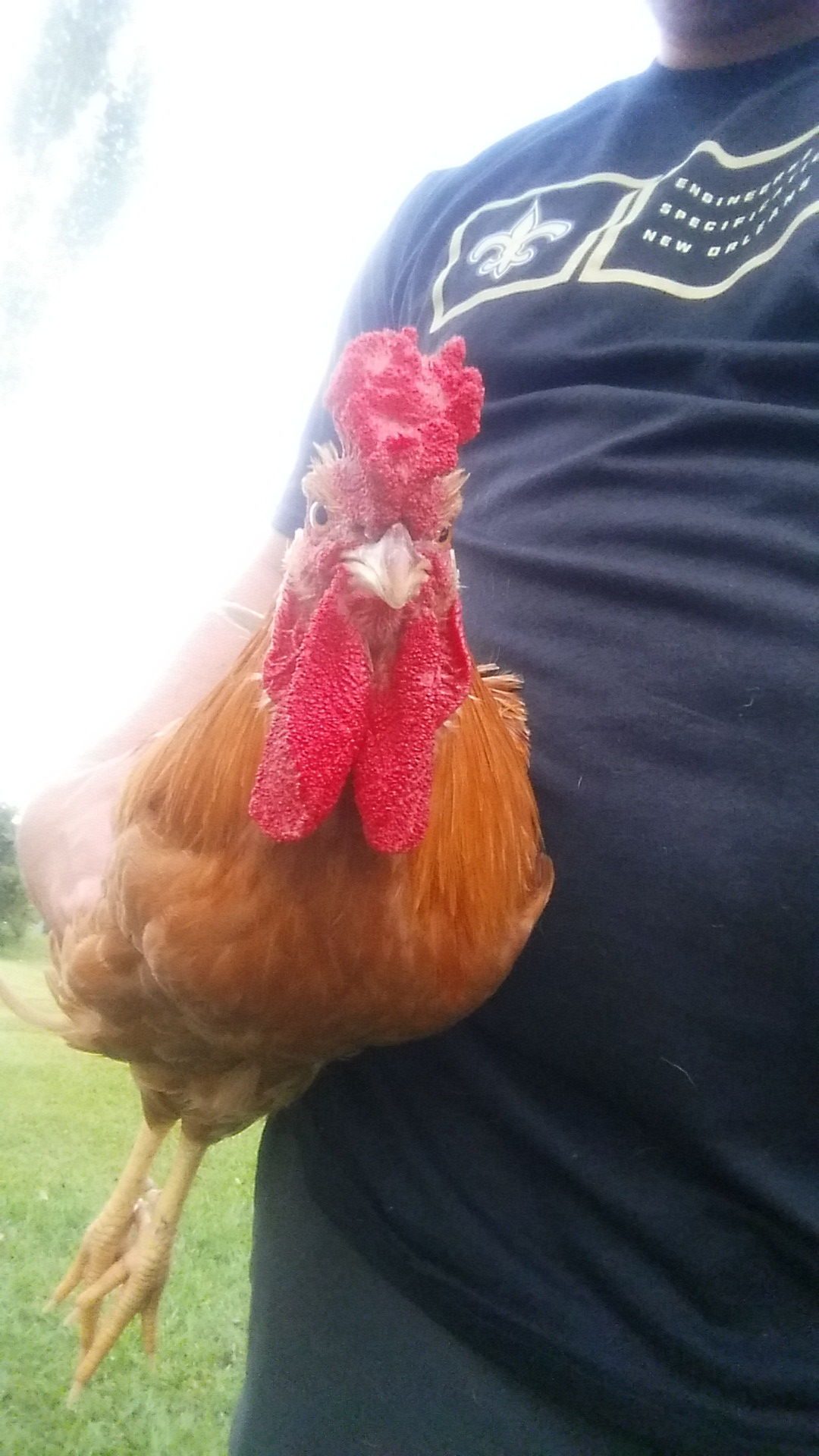 Rooster getting big!