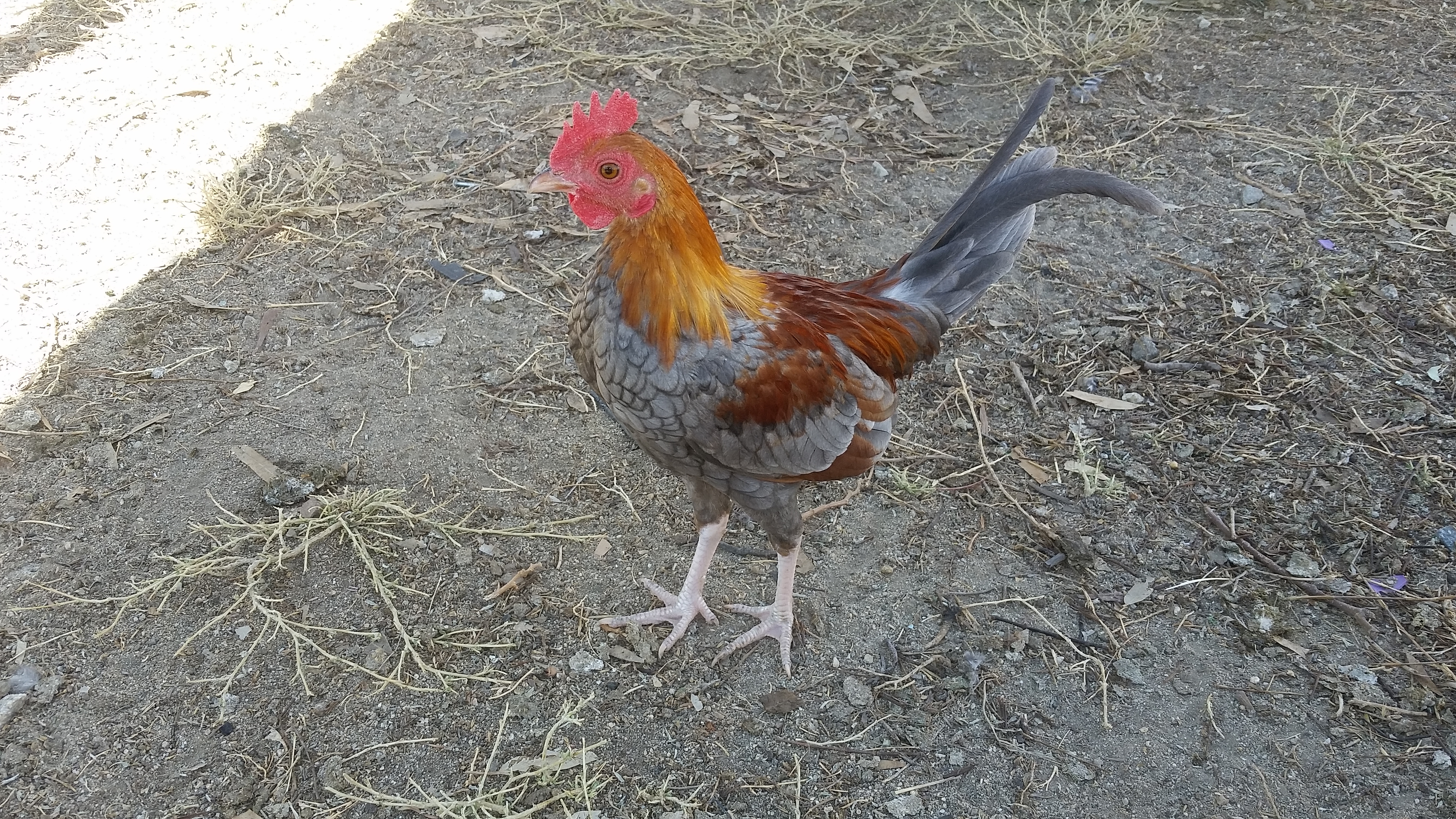 Rooster (guessing blue breasted red old english bantam?)