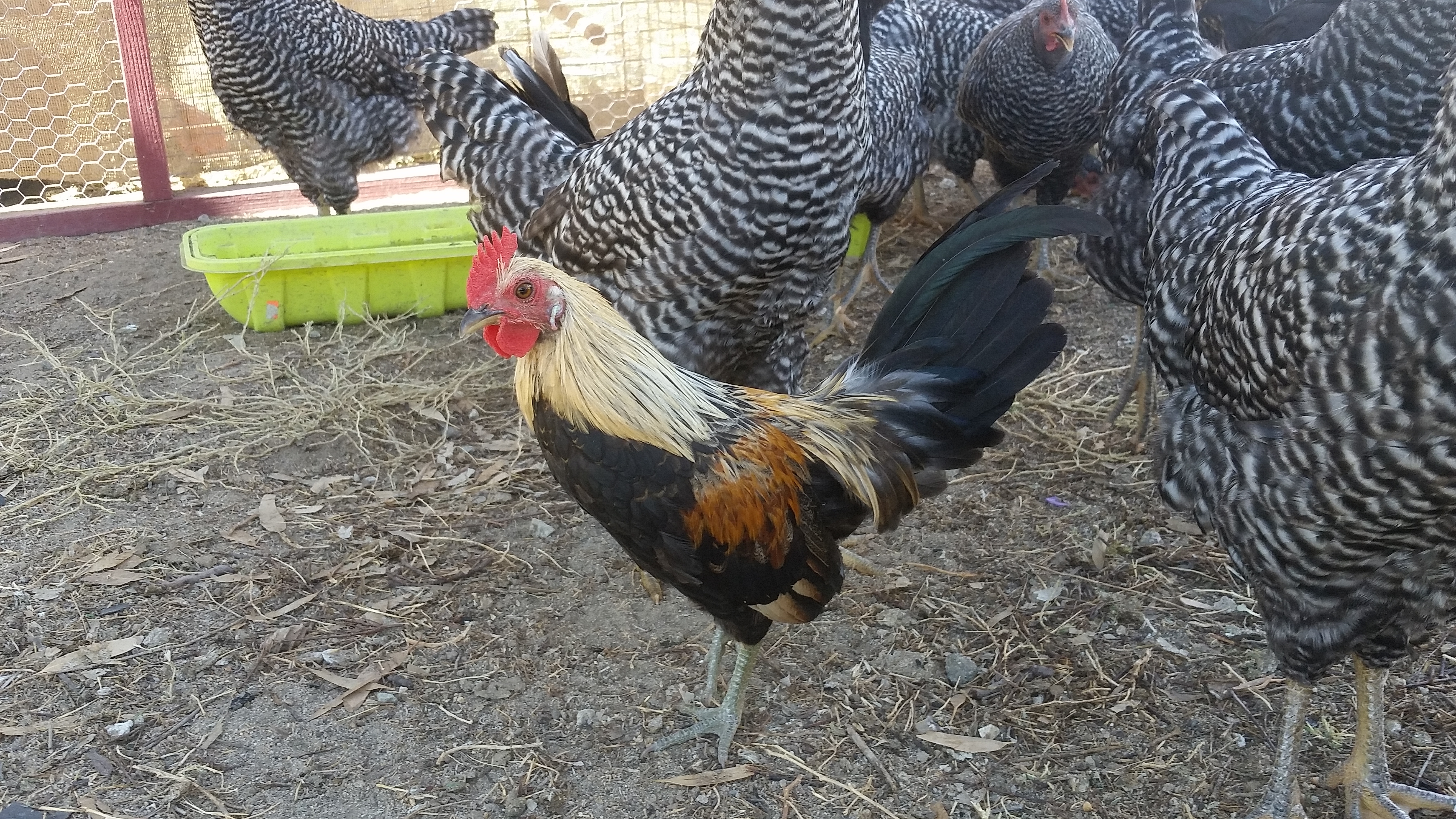 Rooster (guessing golden duckwing bantam?)