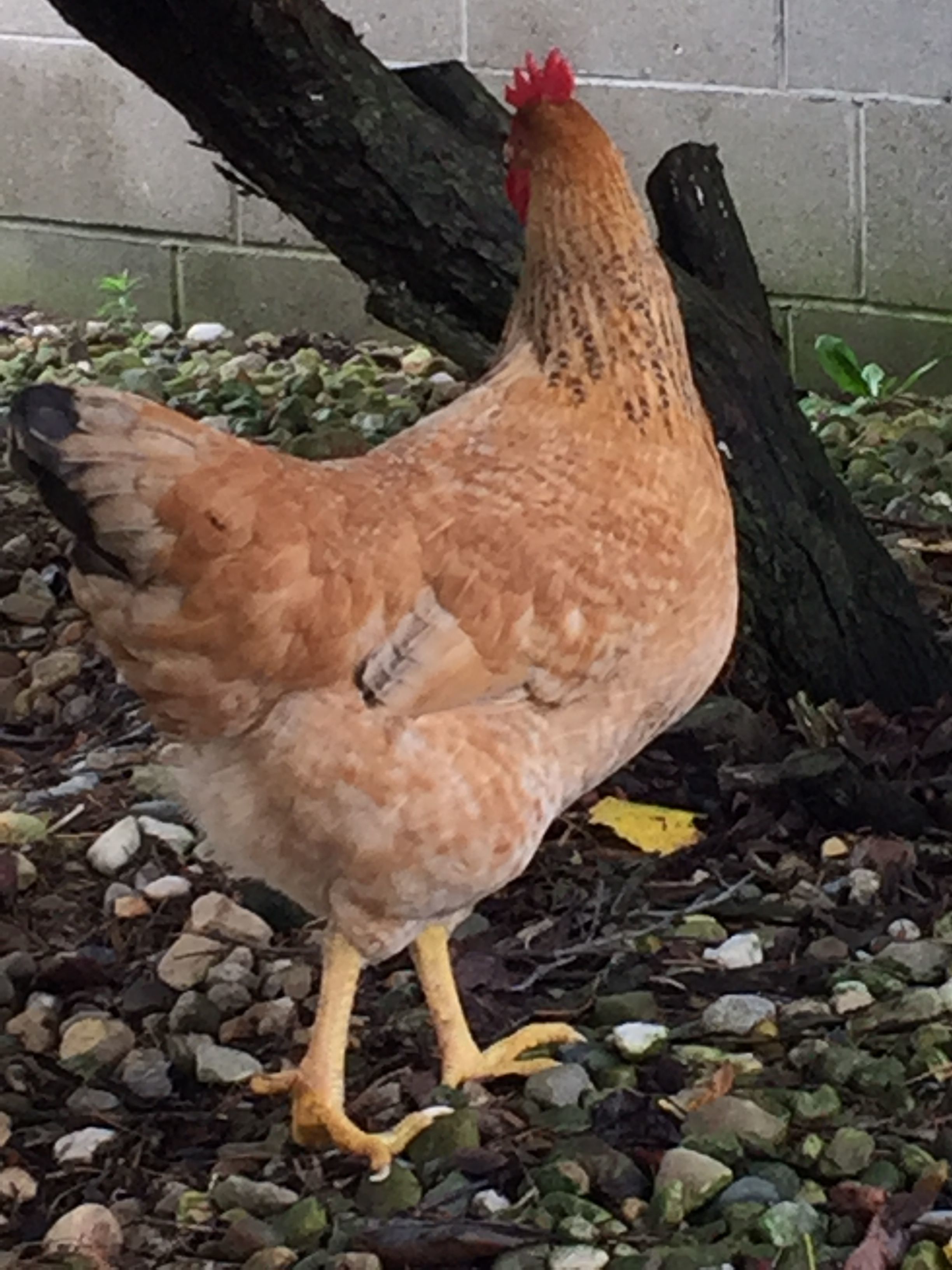 Rooster in the shade of a bush