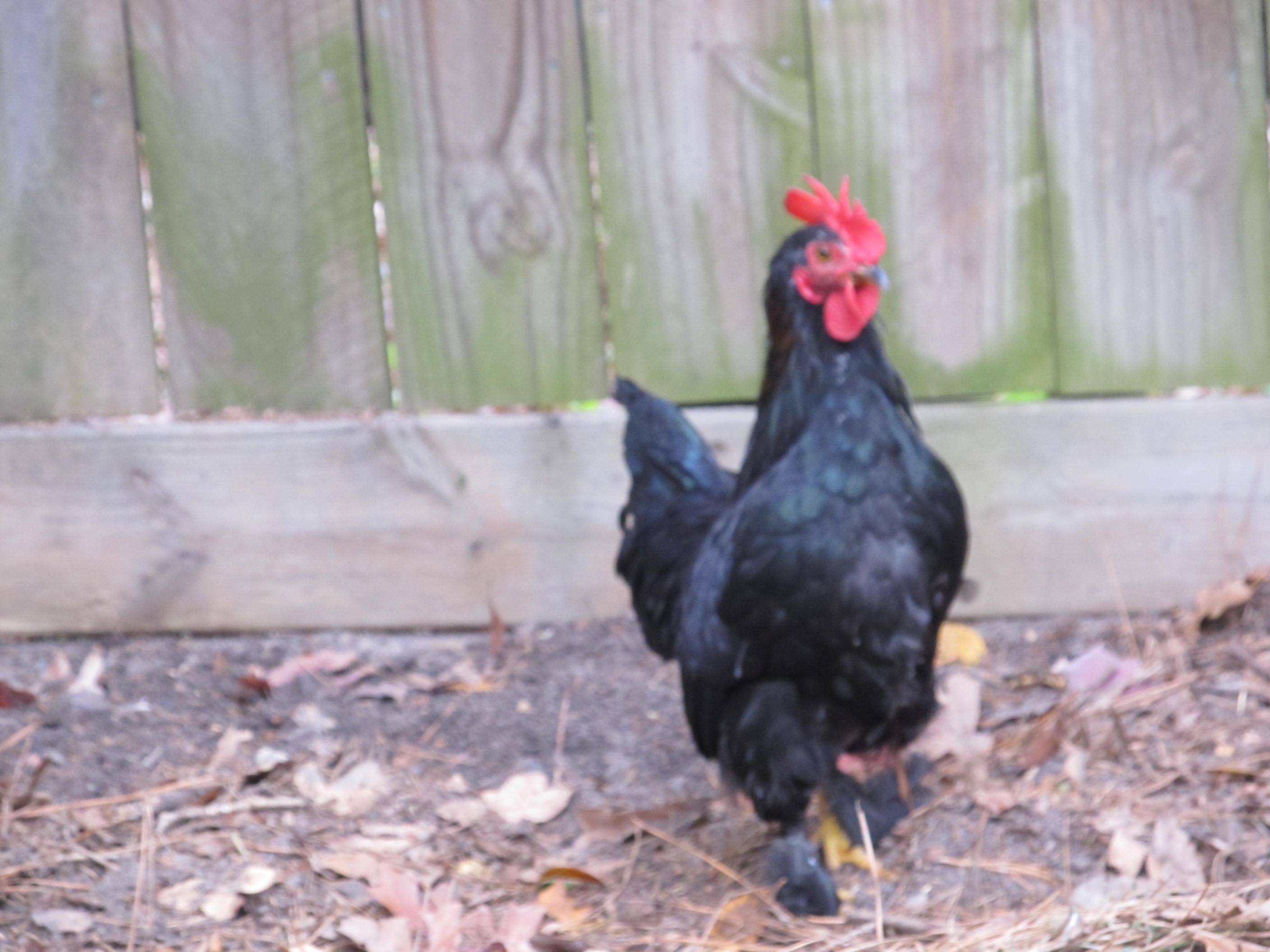 Rooster (Not Mine)