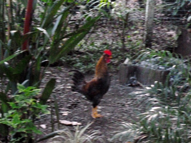 Rooster number four... I think he is handsome