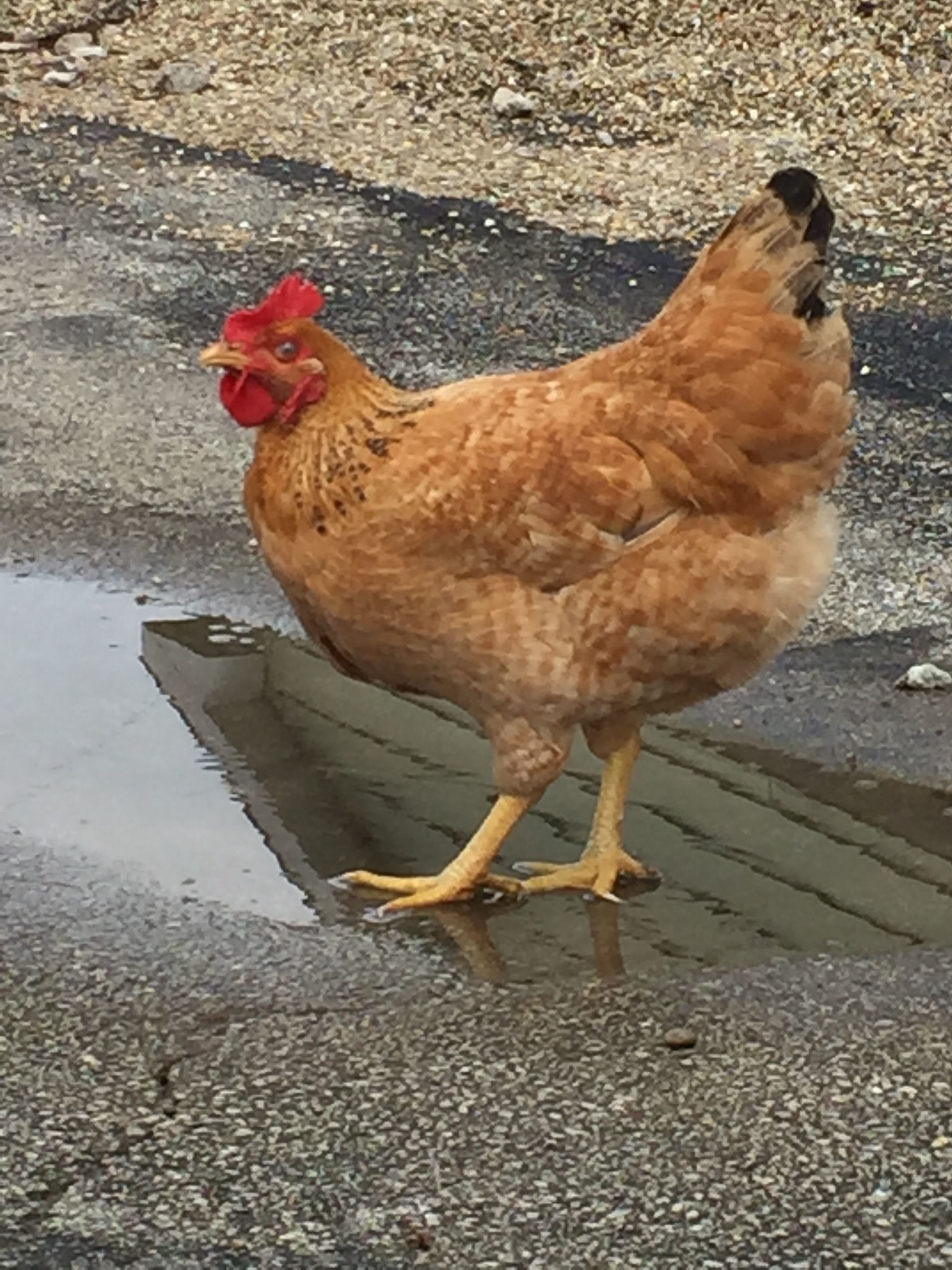 Rooster outside on a cloudy day