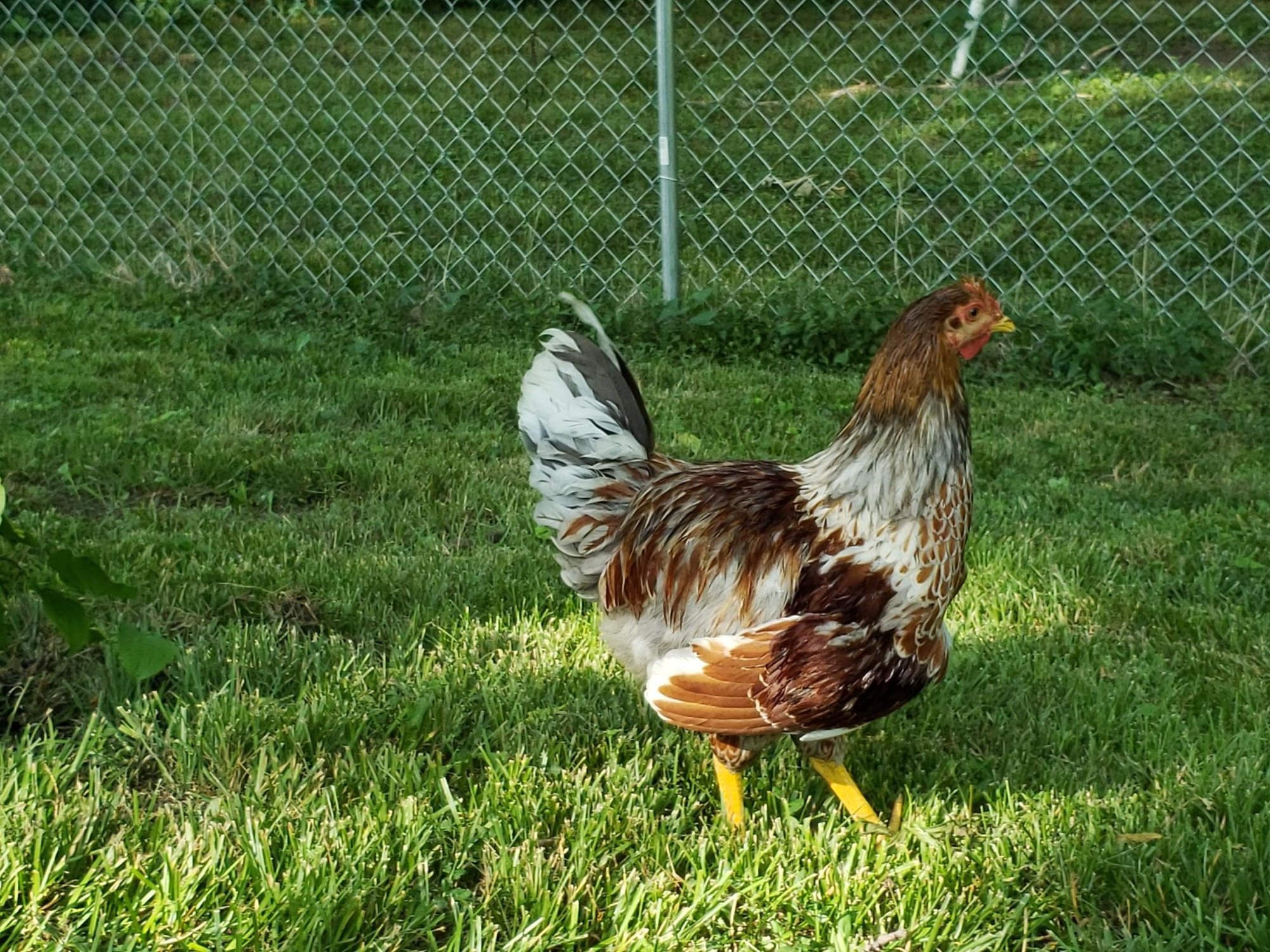 Rooster Poo
