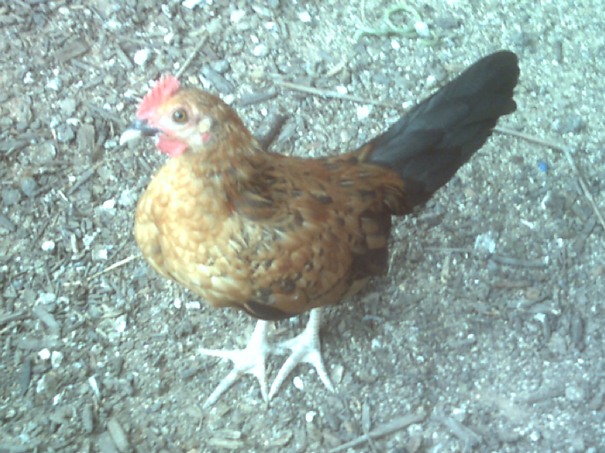 rooster to good home