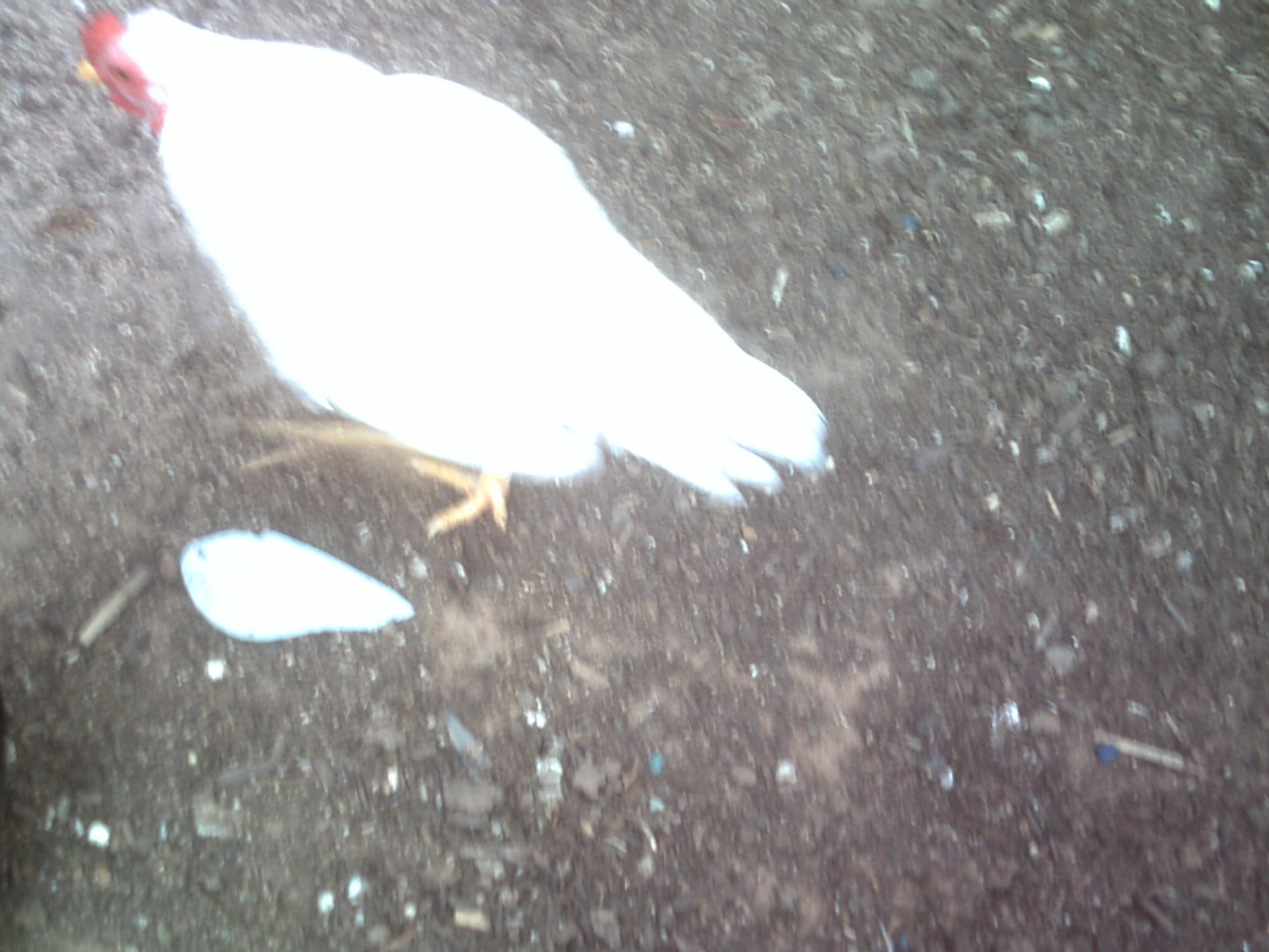 Rooster to good home