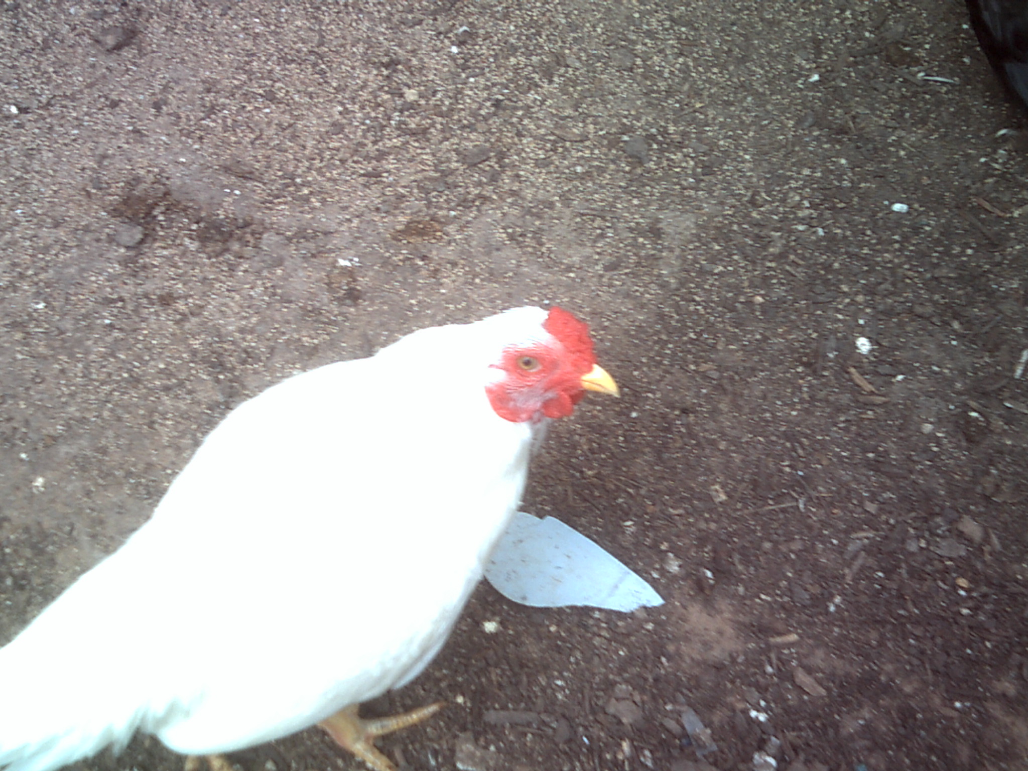 Rooster to good home