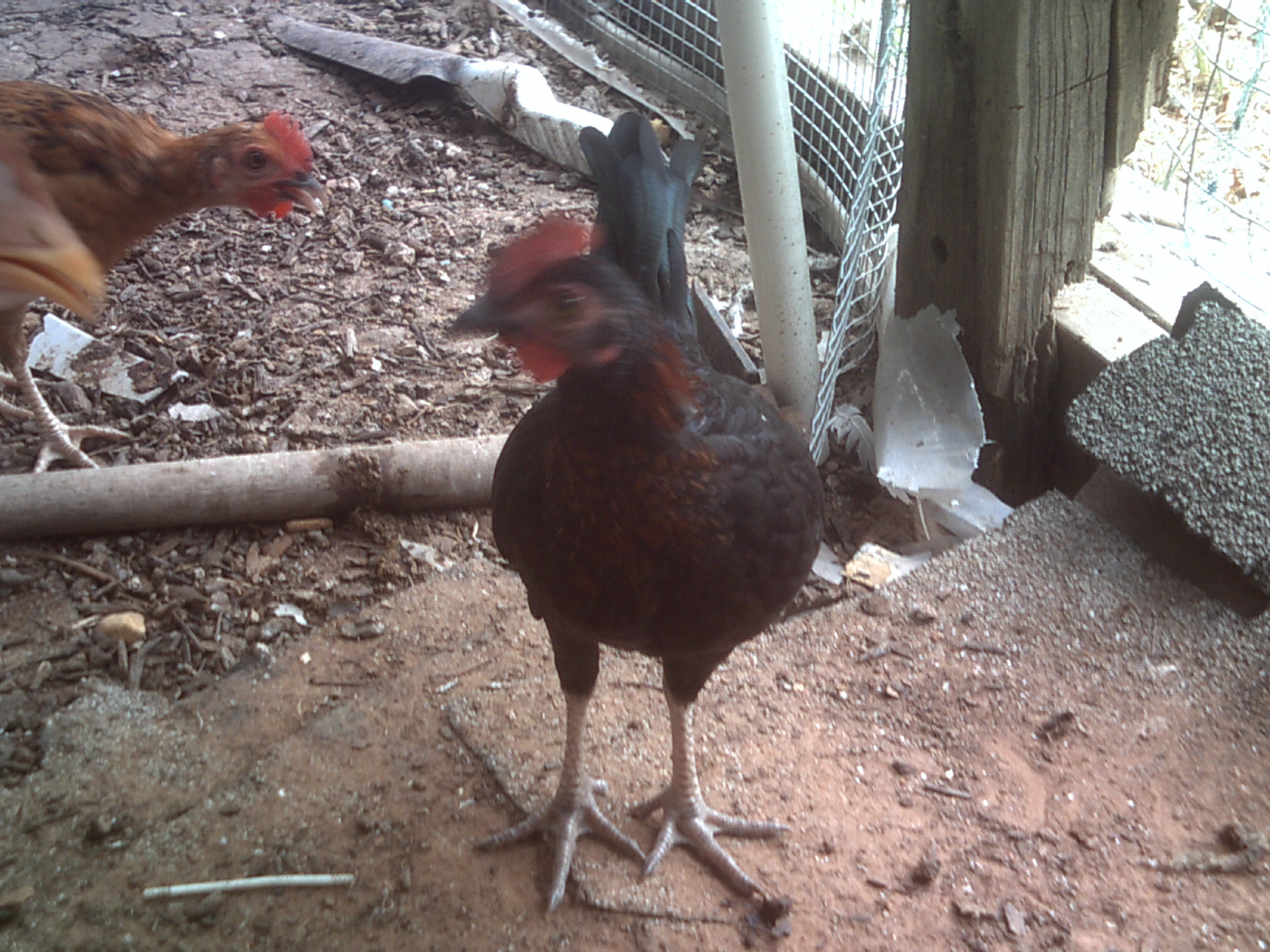 Rooster to good home