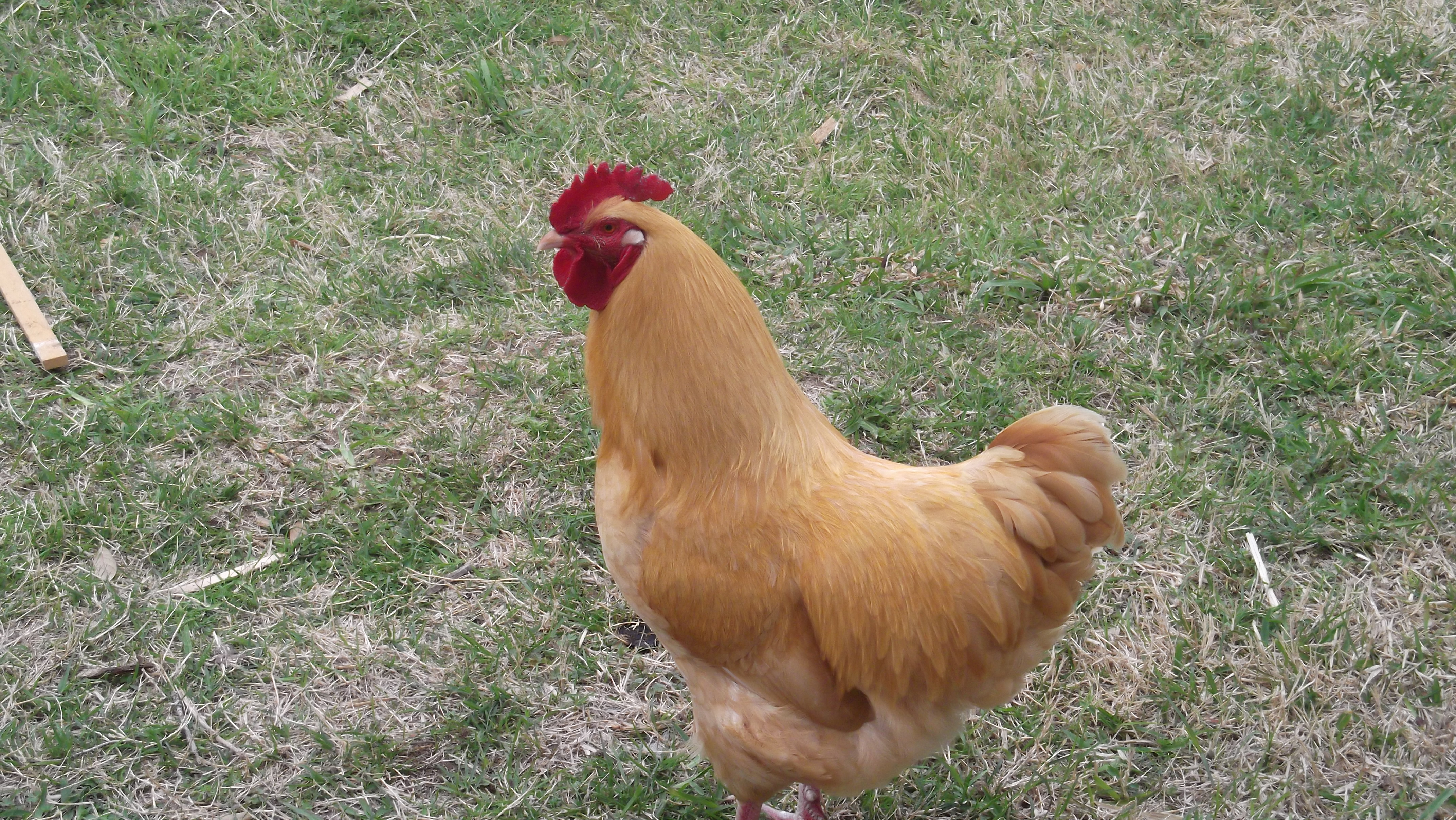 Rooster who likes to peck my knees!