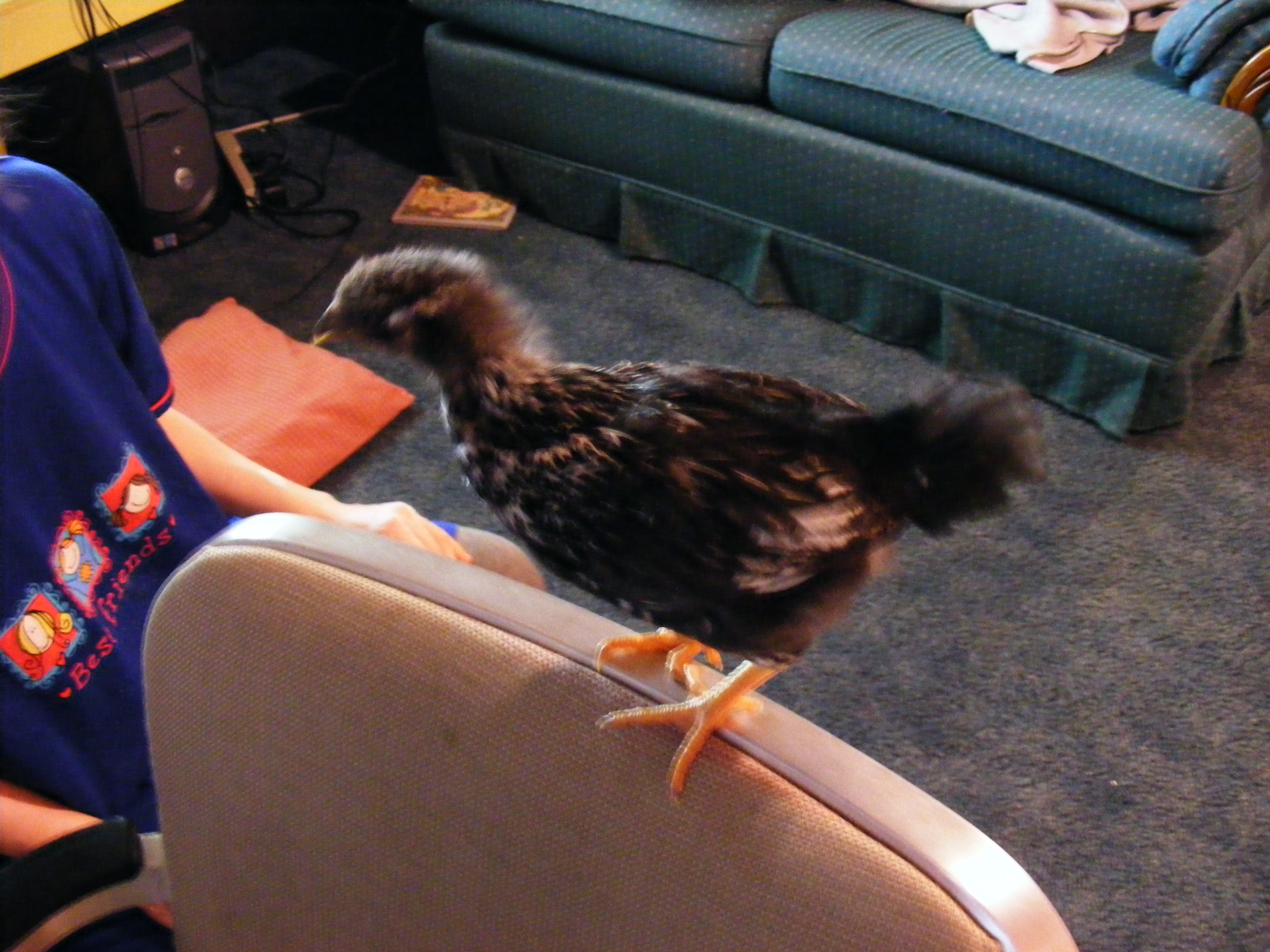 rooster?