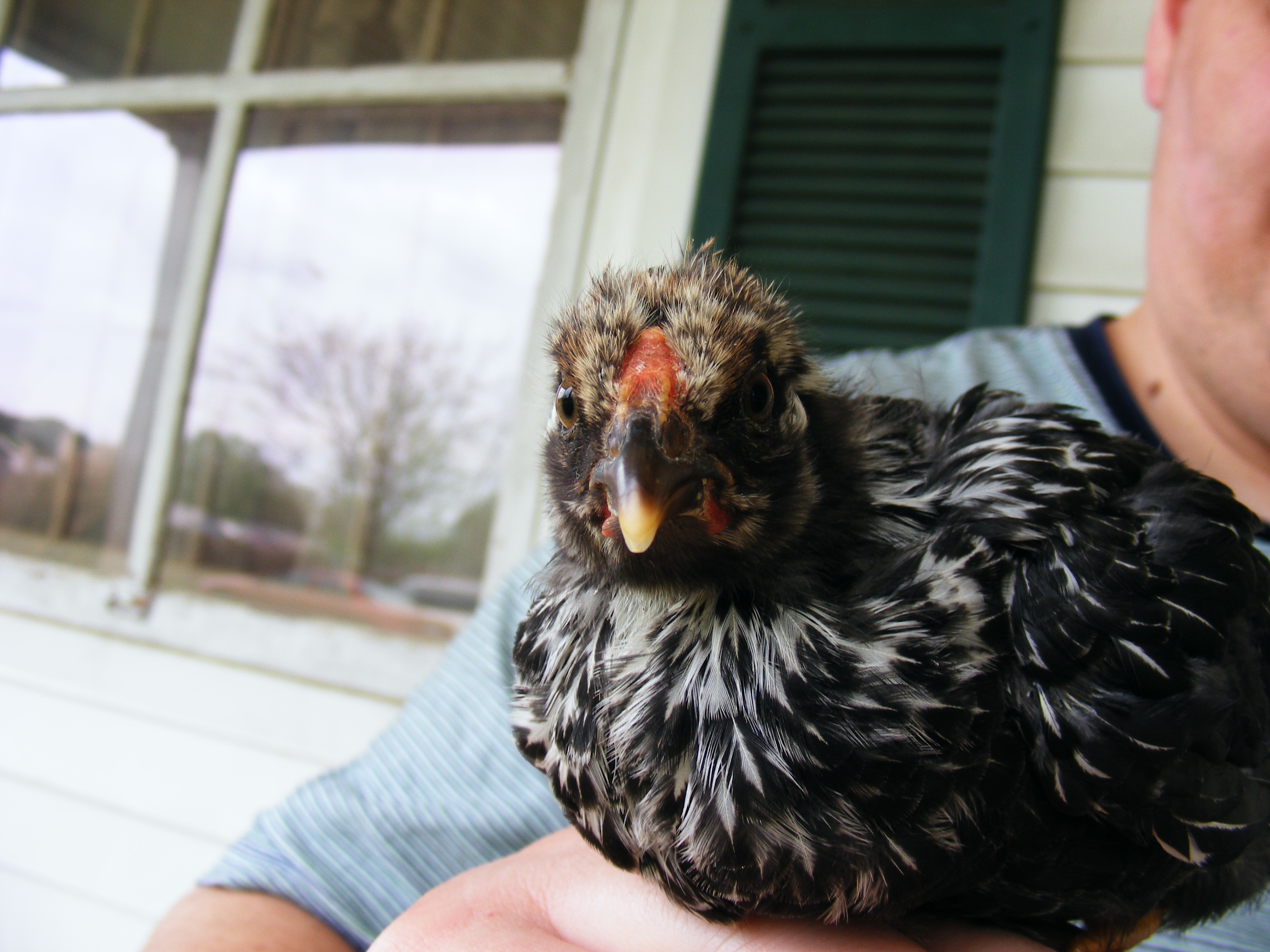 Rooster?