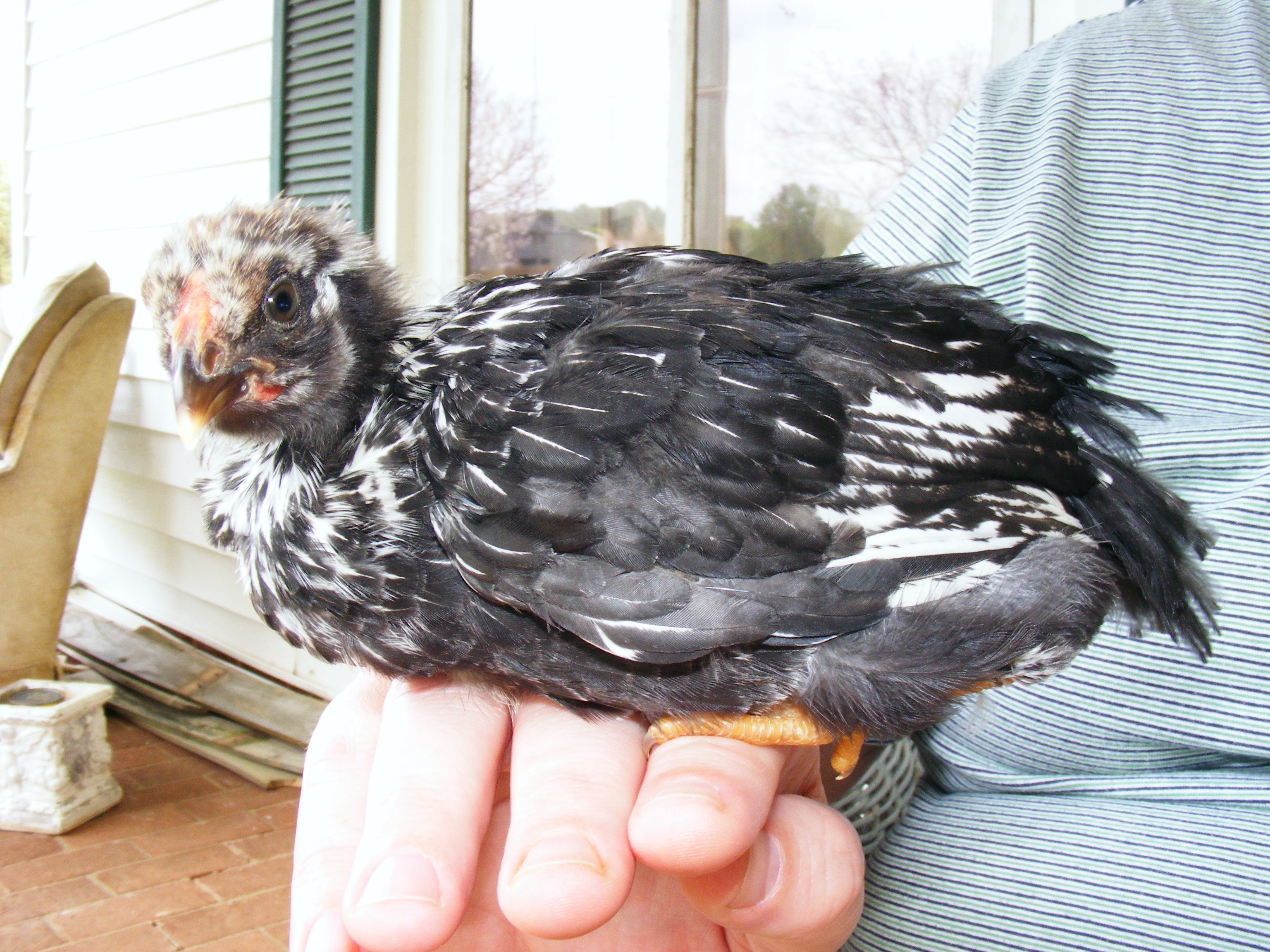 Rooster?