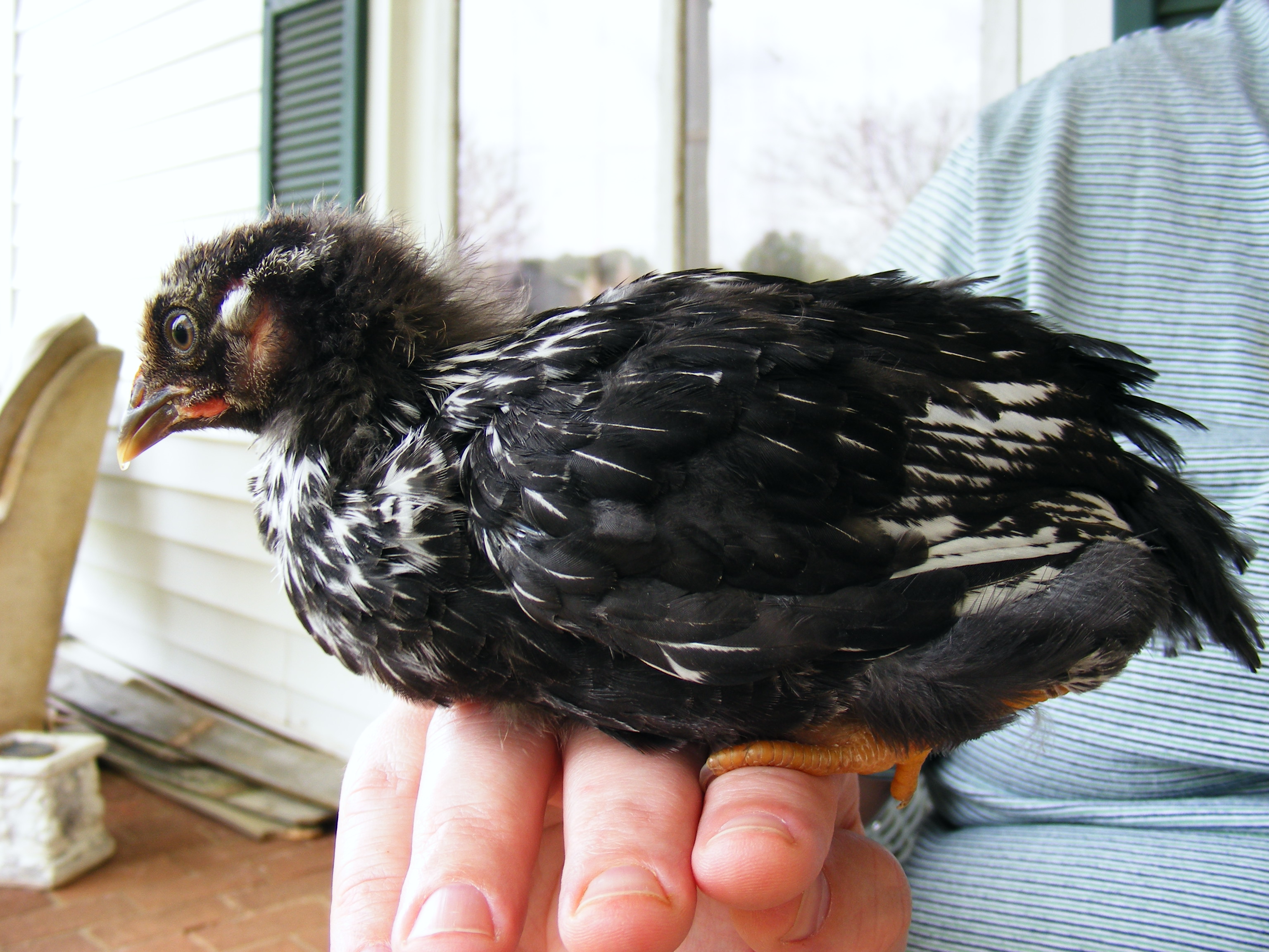 Rooster?