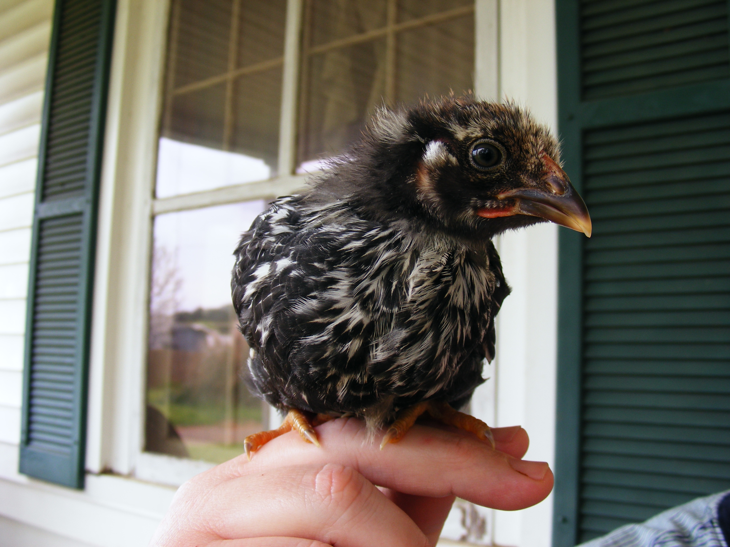 Rooster?