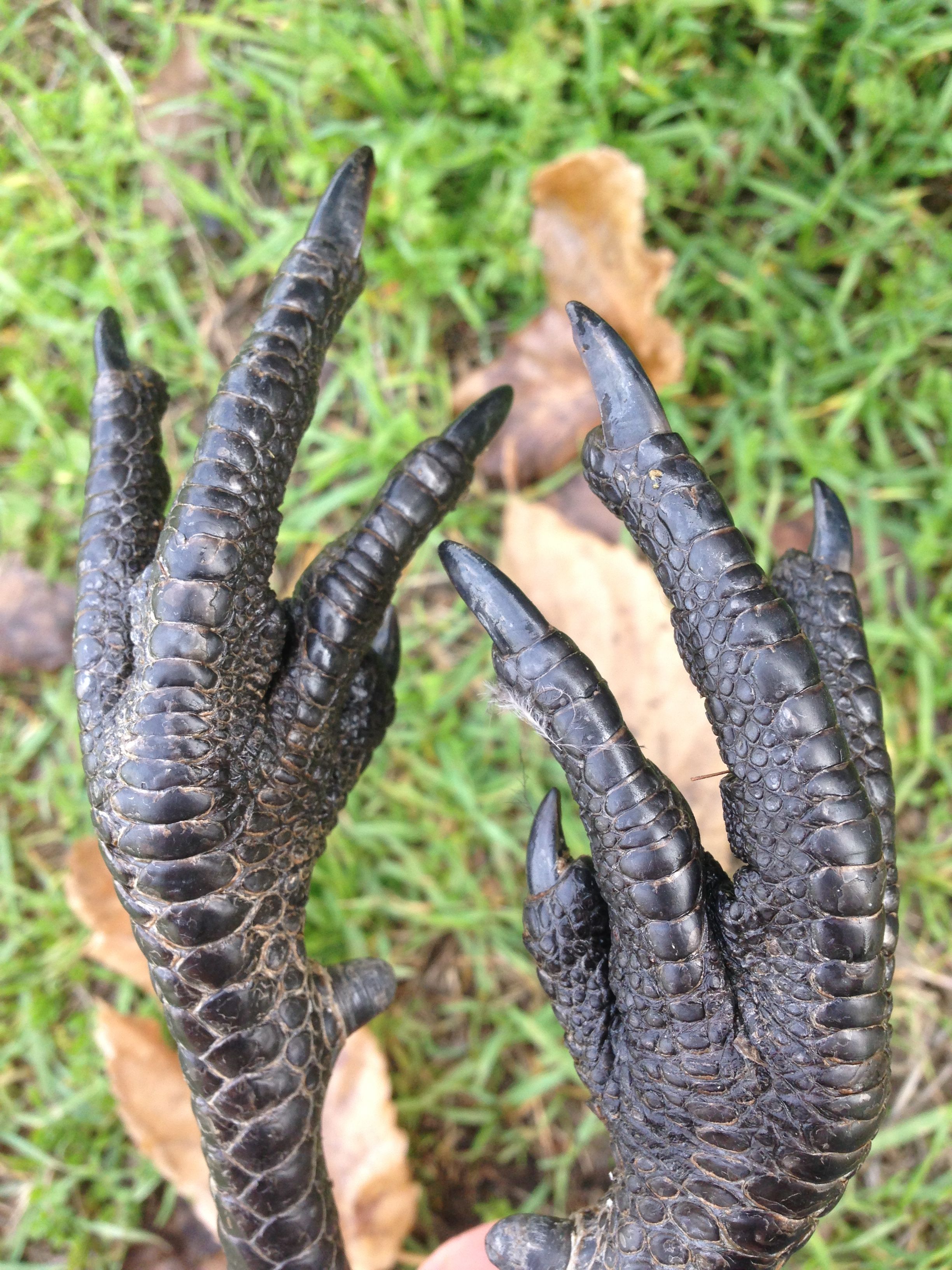 Rooster's black feet